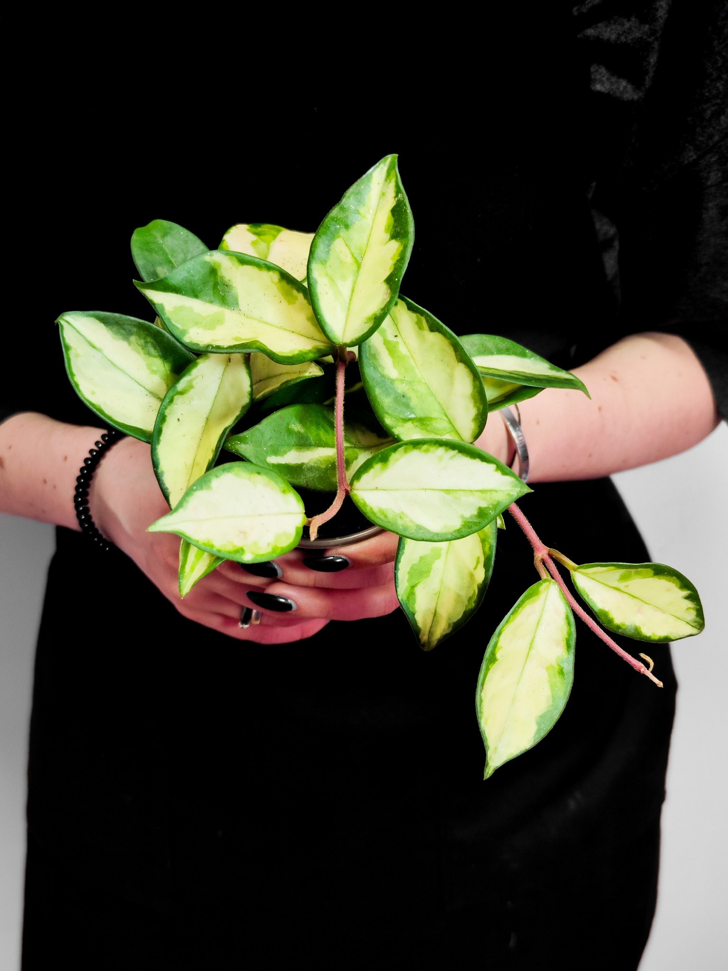 Хойя Карноза Триколор (Hoya Carnosa Tricolor) D9см