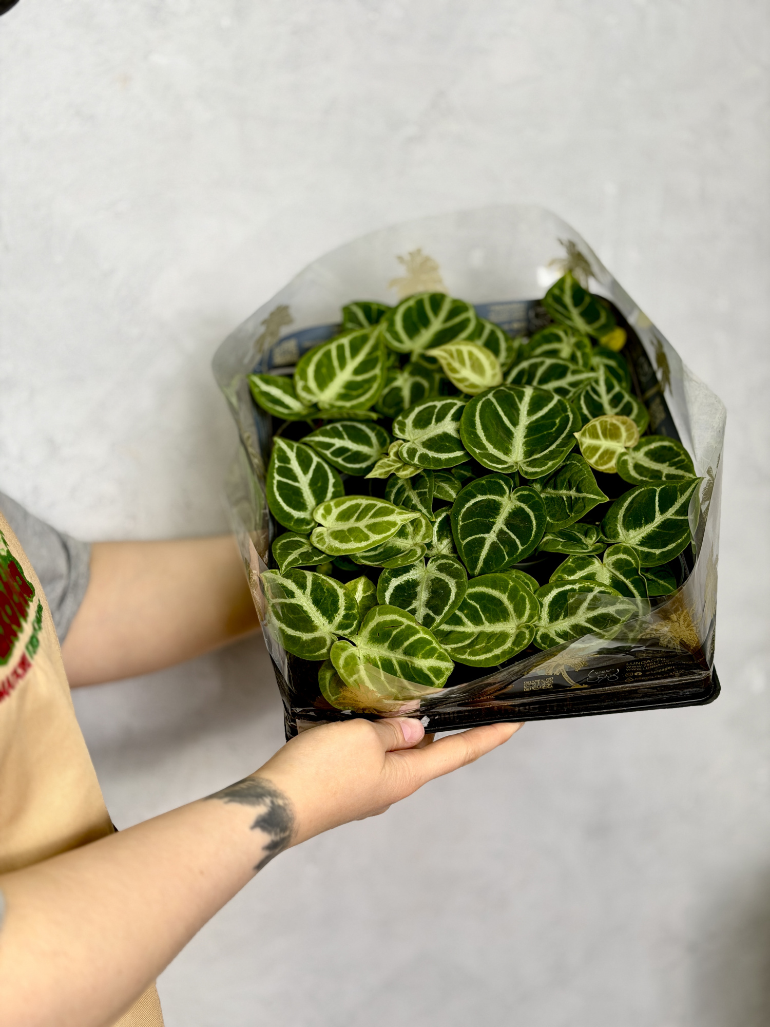Антуриум Дораяки (Anthurium Dorayaki) D6см