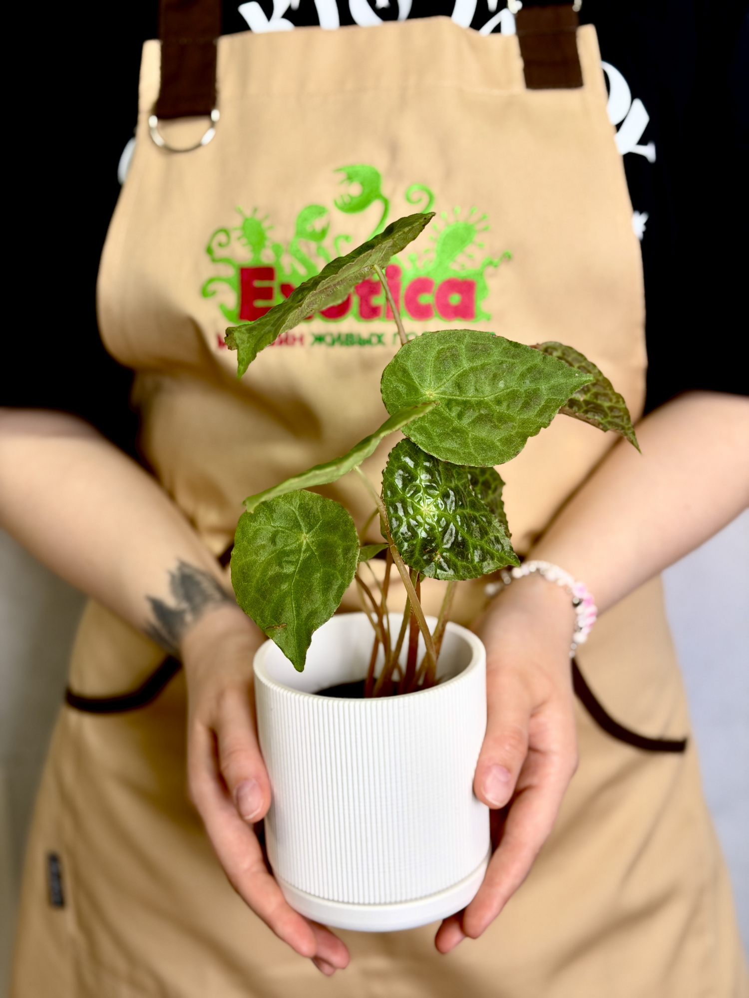 Горшок белый с поддоном Exotica Nordic D9см