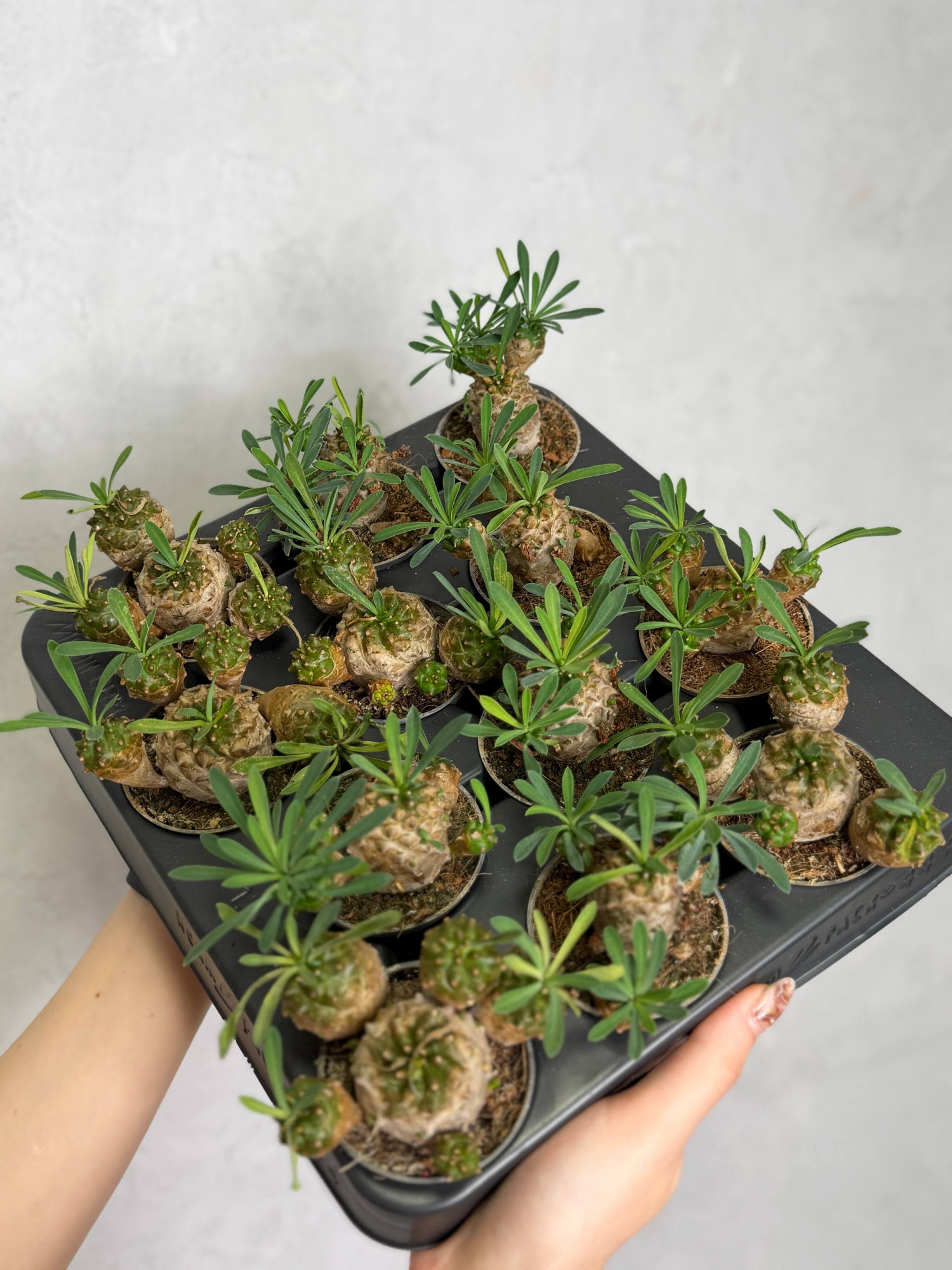 Эуфорбия Японика, или Молочай Японский (Euphorbia Japonica) D6см