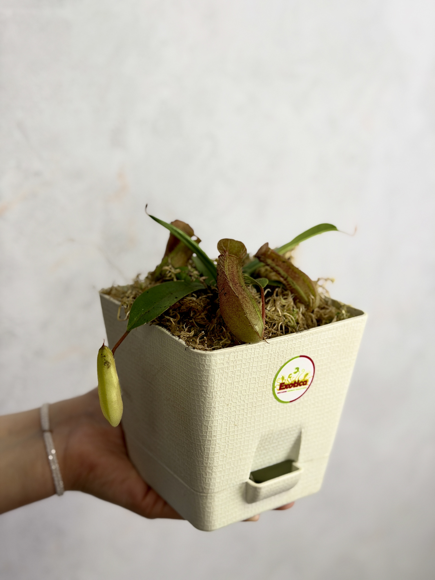 Непентес Линда (Nepenthes Linda), пересаженный D12см