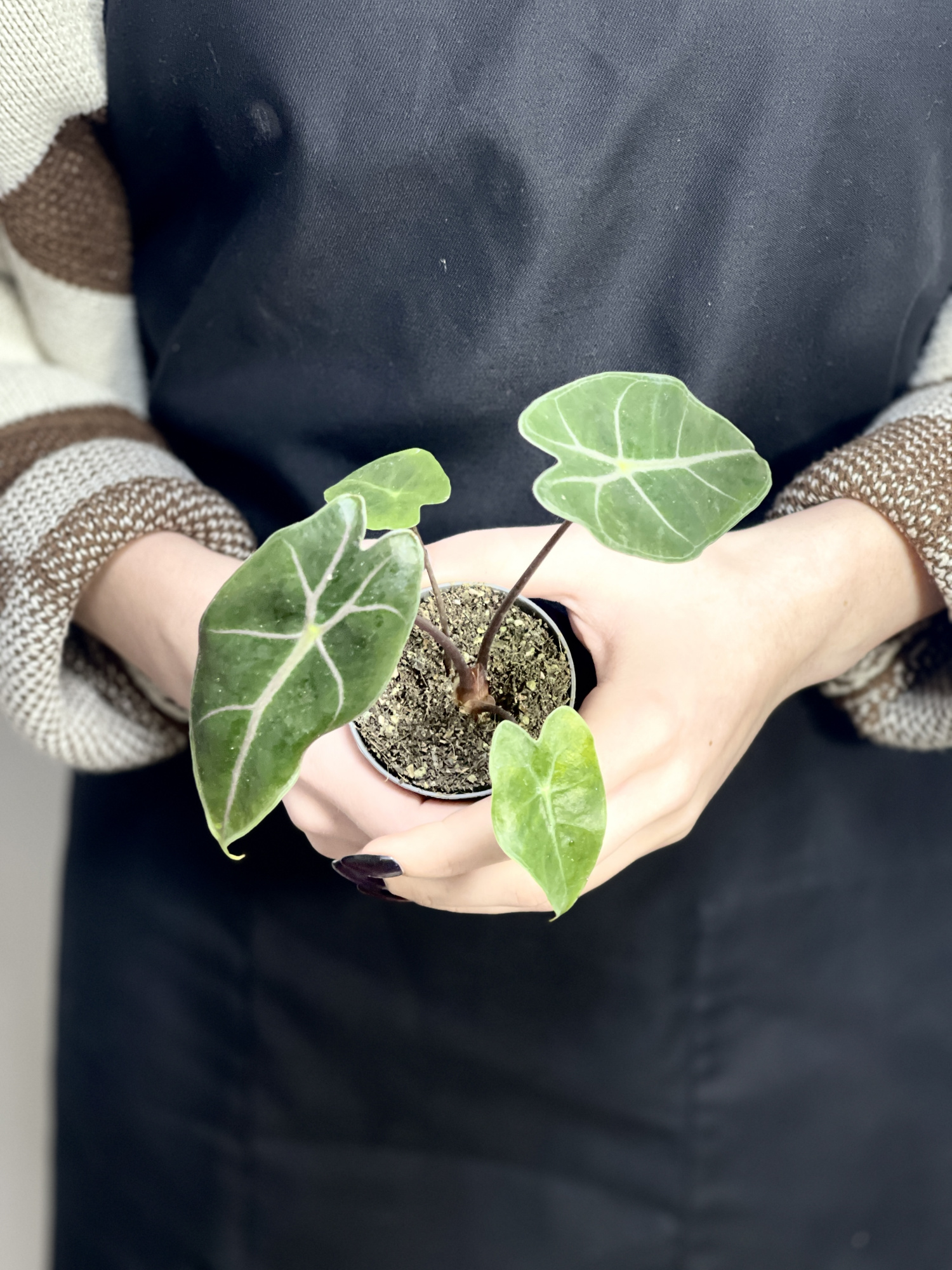 Алоказия Лонгилоба Пурпл (Alocasia Longiloba Purple) D6см