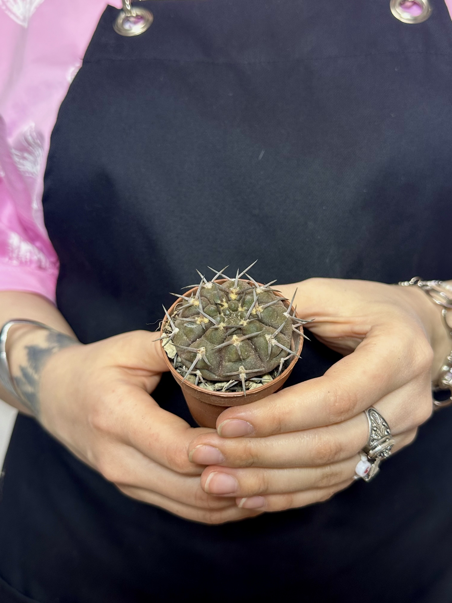 Гимнокалициум Борти Ноголенсе (Gymnocalycium Borthii Nogolense) D5см