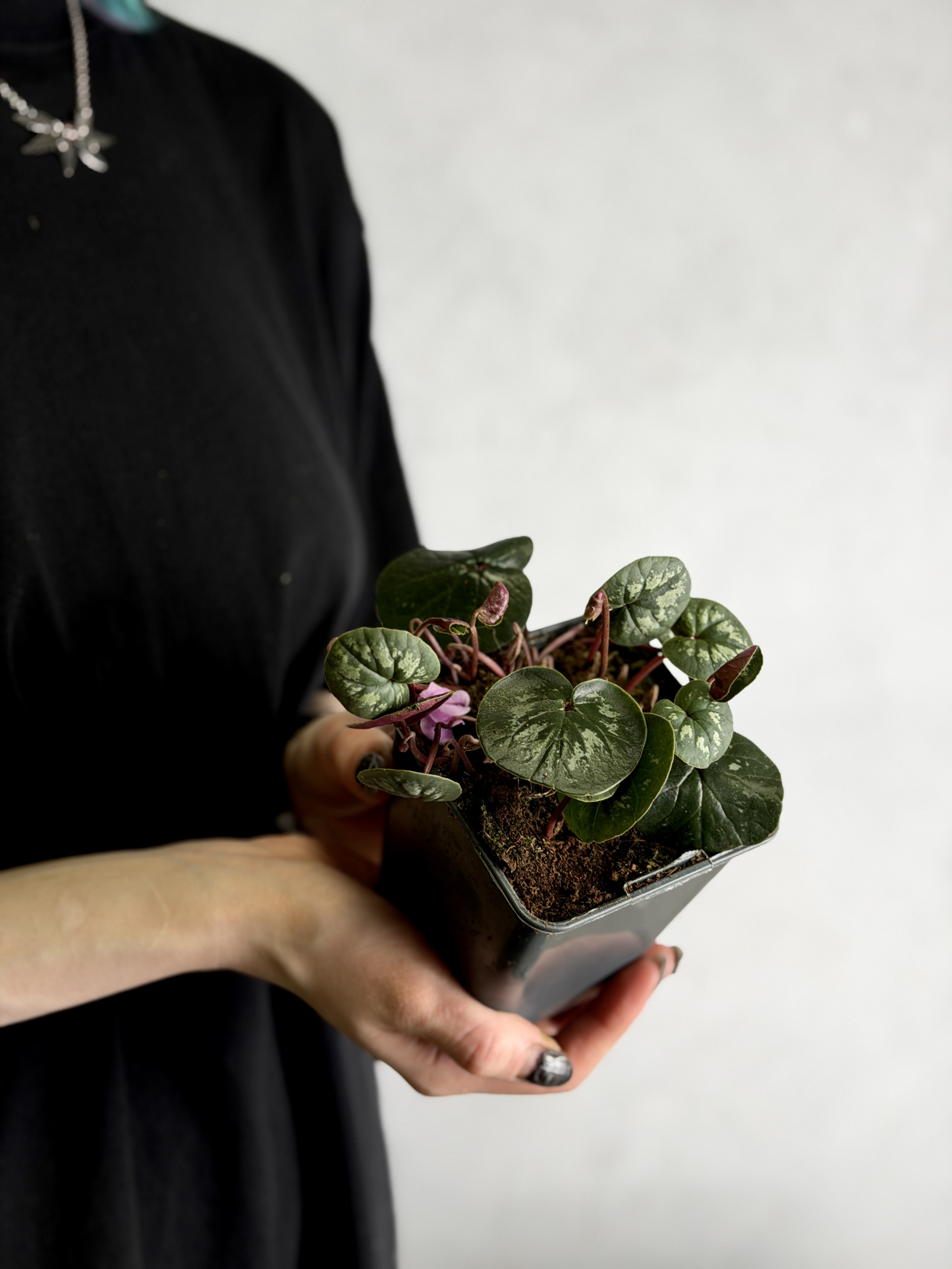 Цикламен Косский Лайт Роуз (Cyclamen Coum Light Rose) D8см