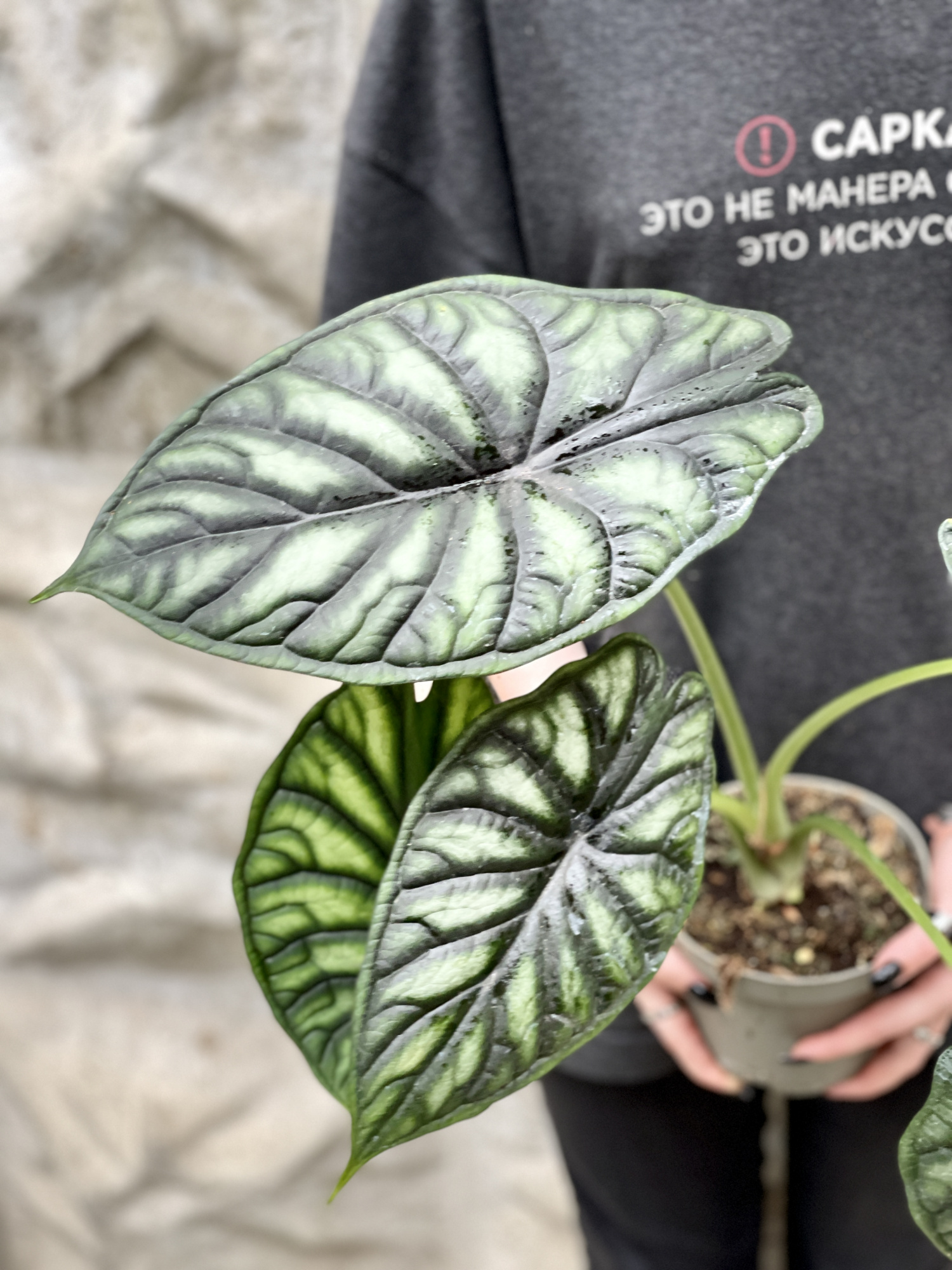 Алоказия Драгон Скейл (Alocasia Dragon Scale) D11см