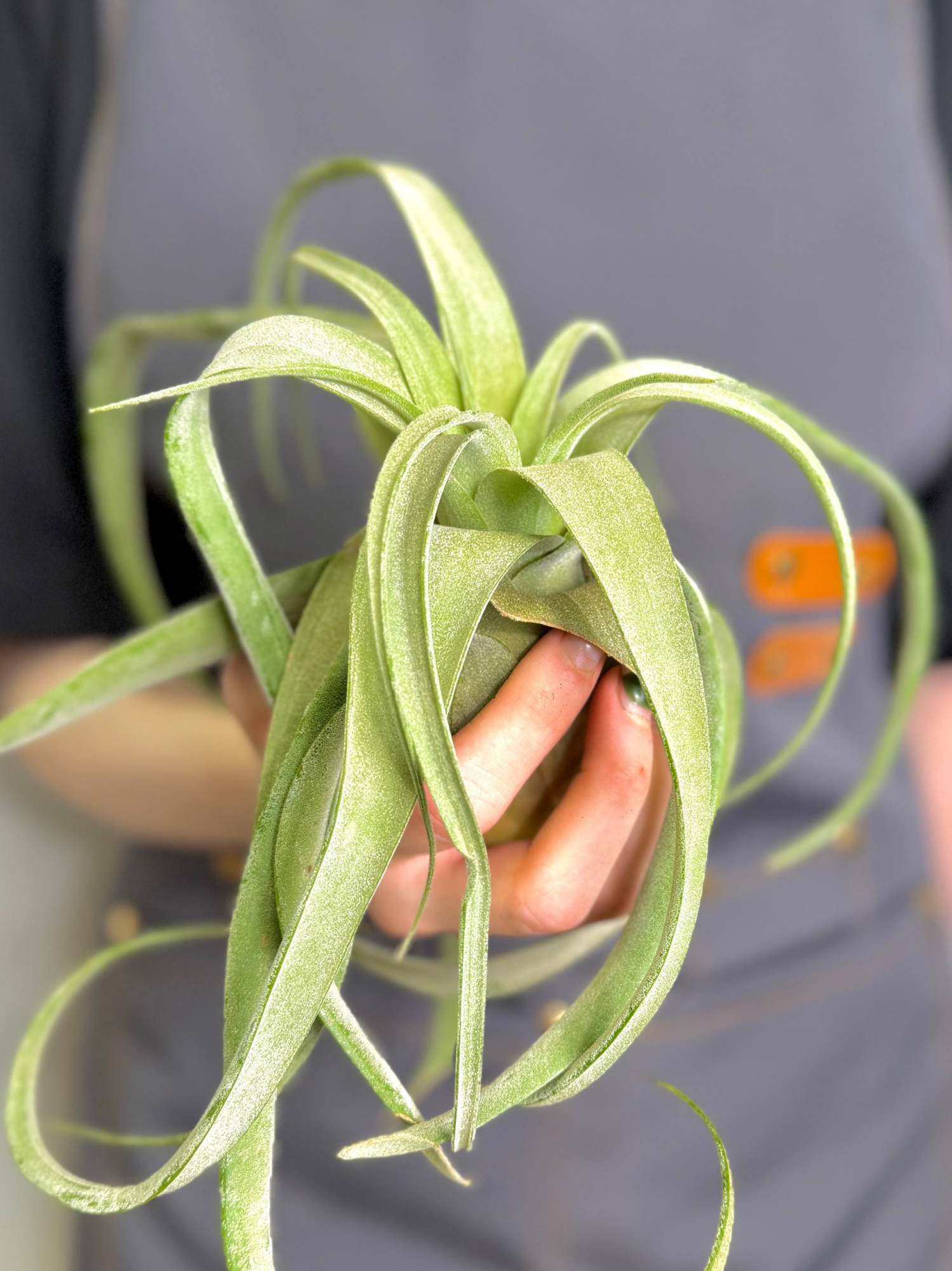 Тилландсия Стрептофилла XL (Tillandsia Streptophylla XL)