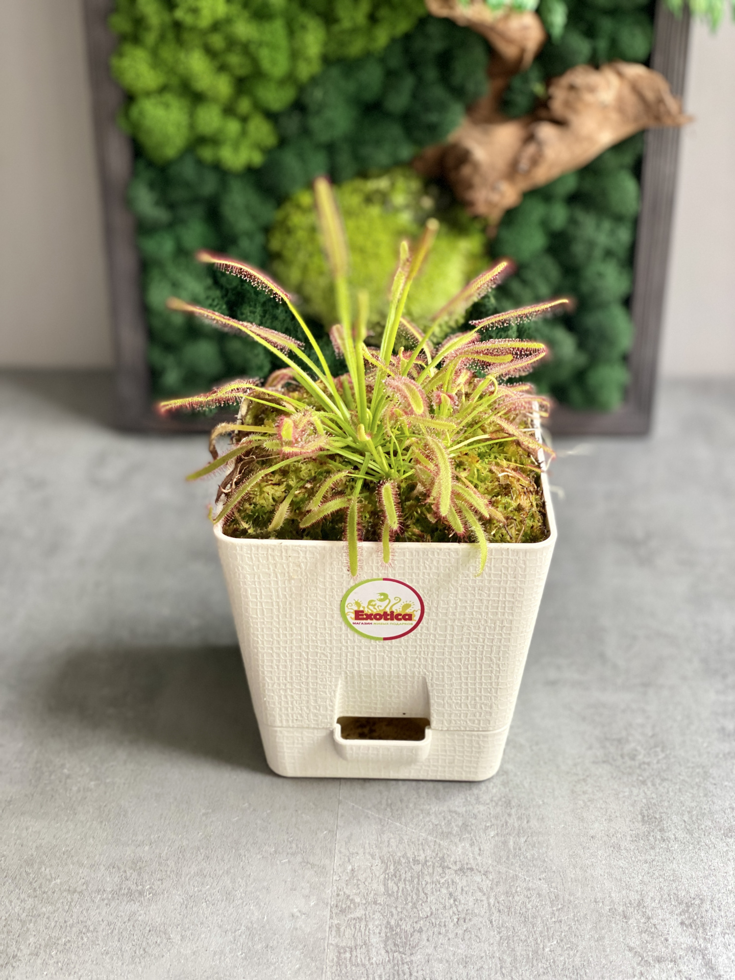 Росянка Капская (Drosera Capensis) пересаженная D12см
