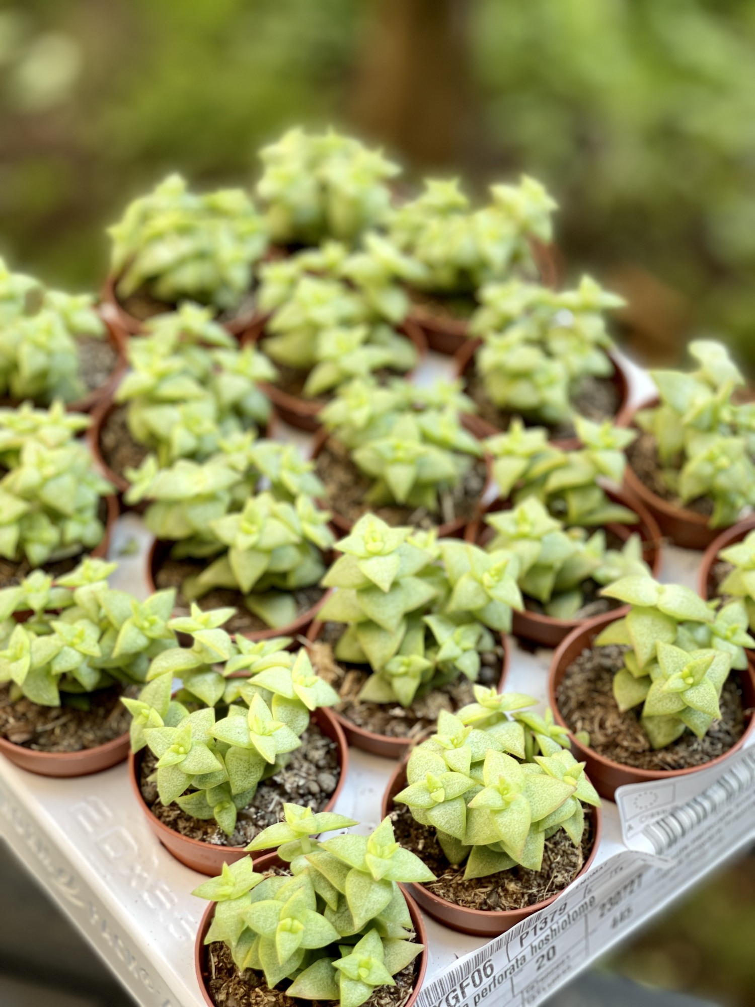 Крассула Продырявленная (Crassula Perforate) D5см