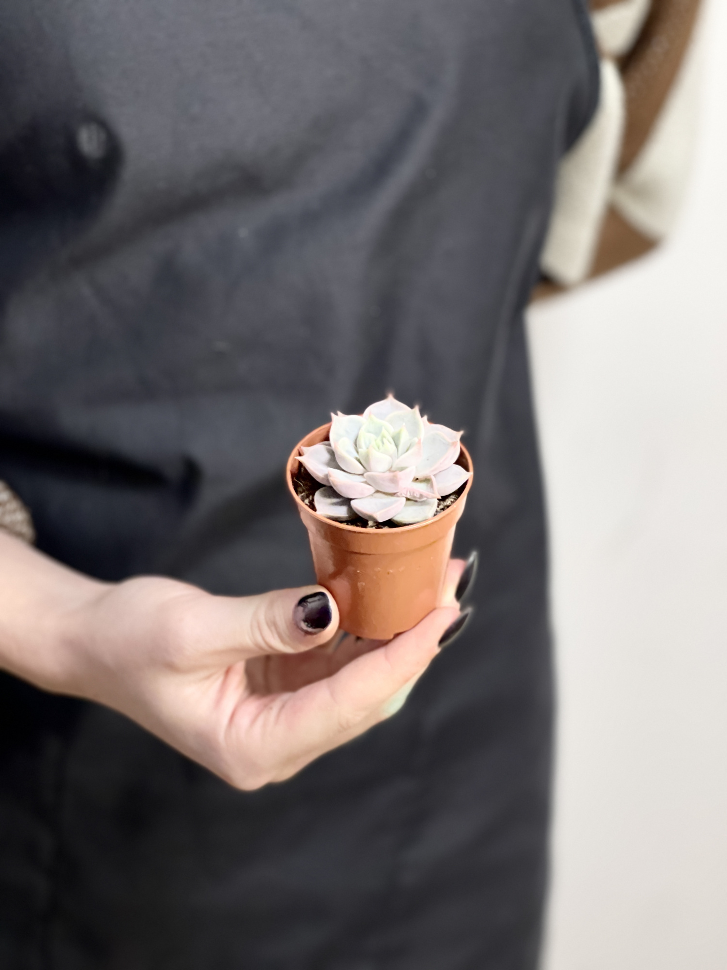 Эхеверия Марсик (Echeveria Marsik) D5см