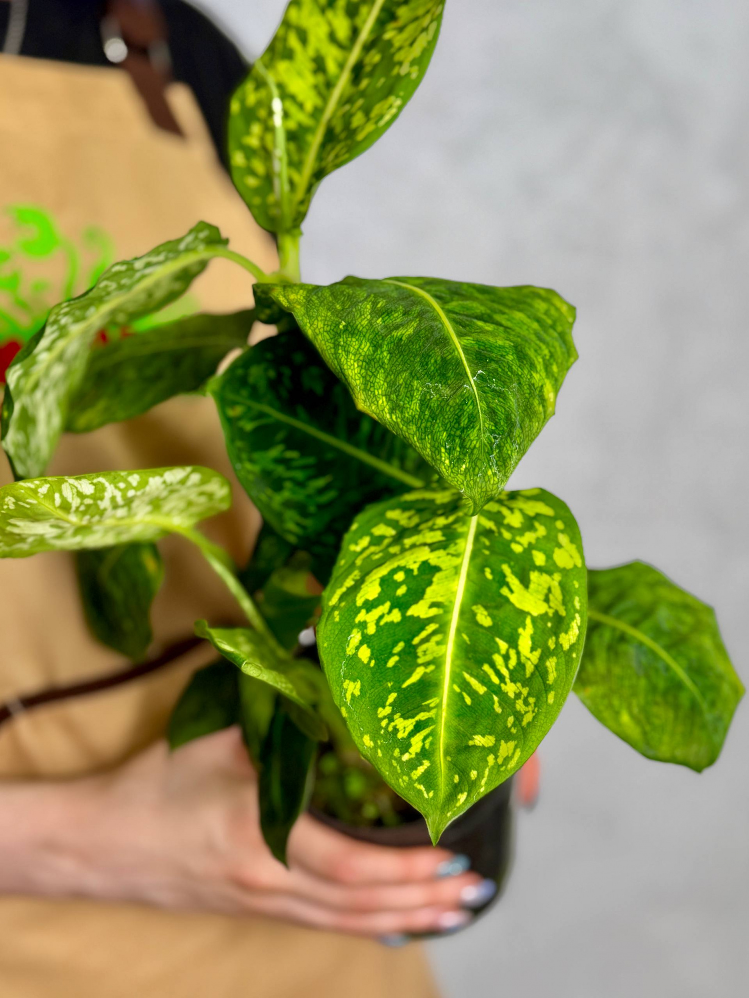 Диффенбахия Рефлектор (Dieffenbachia Reflector) D12см