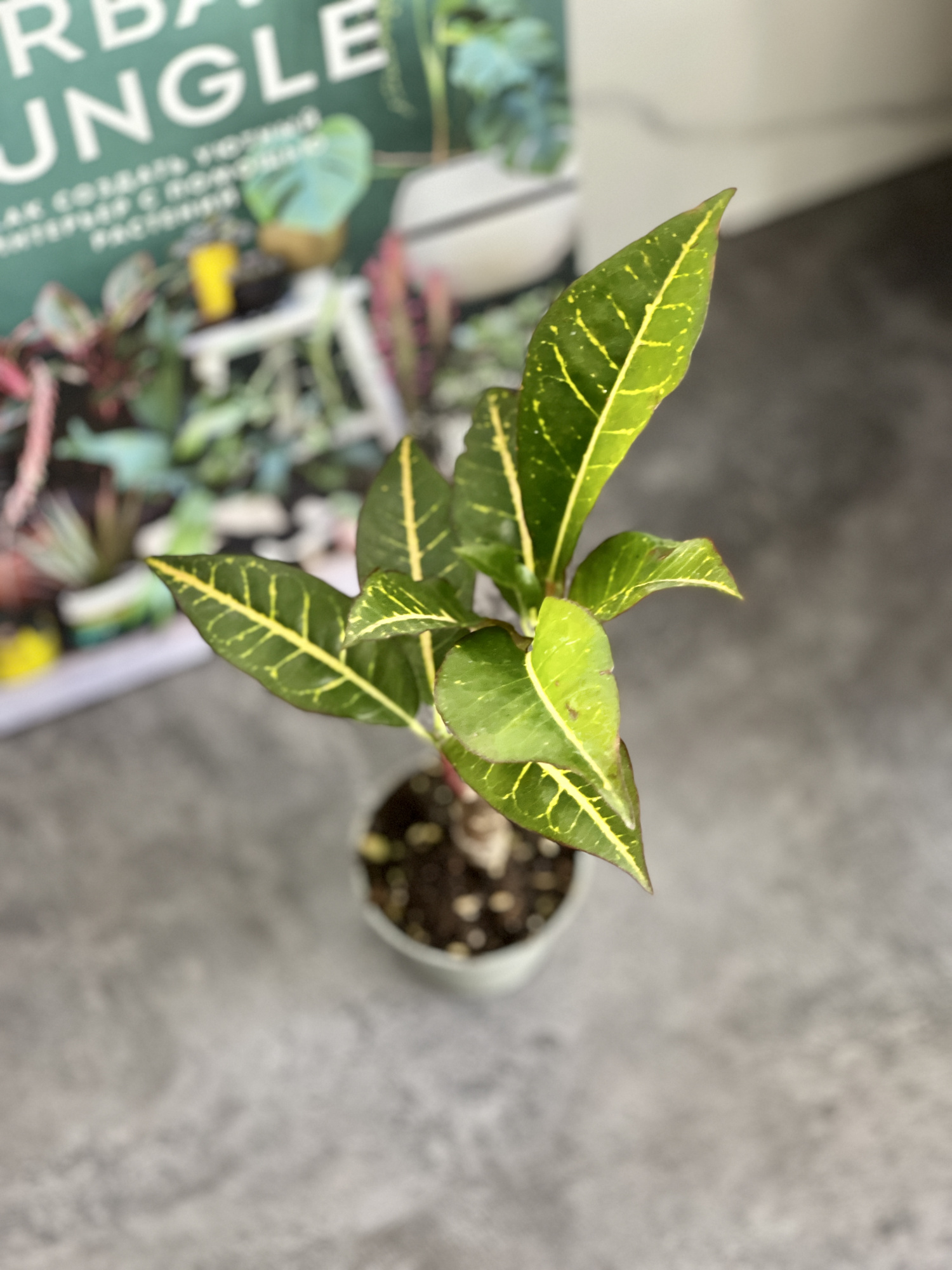 Кодиеум Петра Кейн (Codiaeum Petra Cane) D6см