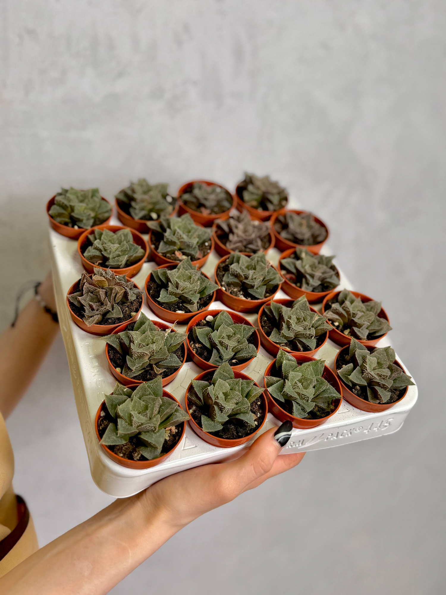 Хавортия Карликовая (Haworthia Pygmaea) D5см