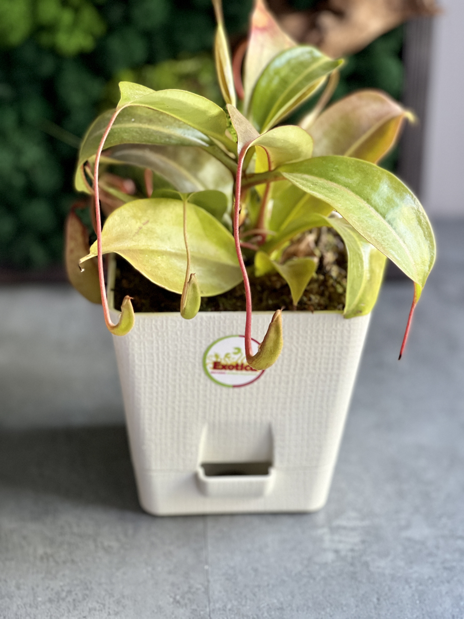 Непентес Жентли (лат. Nepenthes Gentle) пересаженный D12см