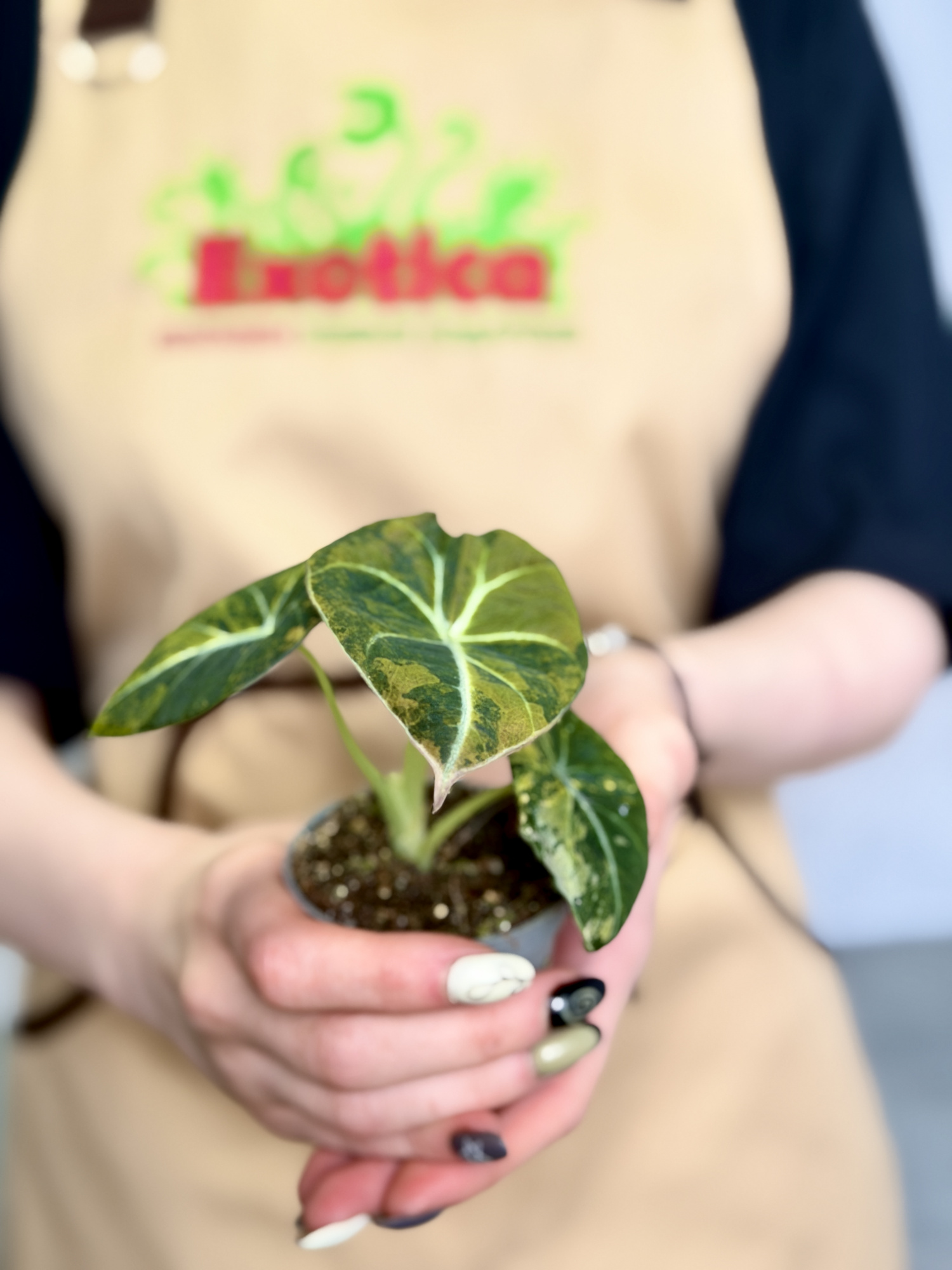 Алоказия Блэк Вельвет Вариегатная Голд Ауреа (Alocasia Black Velvet Gold Aurea) D6см