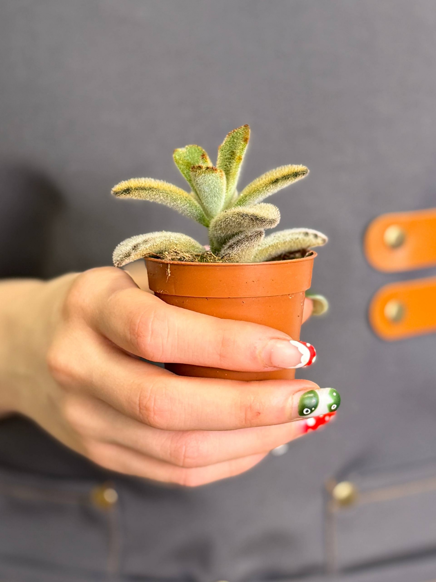 Каланхоэ Голден Гёрл (Kalanchoe Golden Girl) D5см