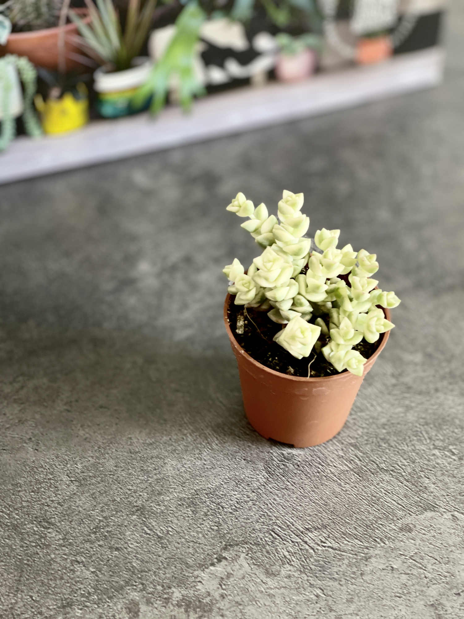 Крассула Том Тумб Вариегатный (Crassula Tom Thub Variegata) D5см