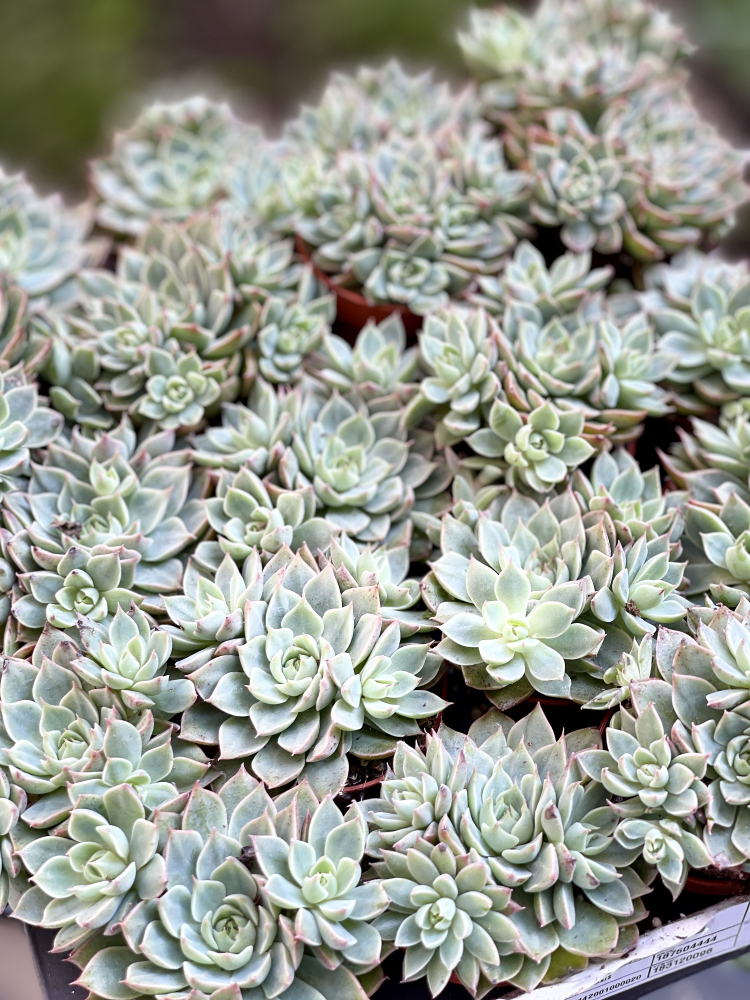 Граптопеталум Расби Грин (Graptopetalum Rusbyi Green) D5см
