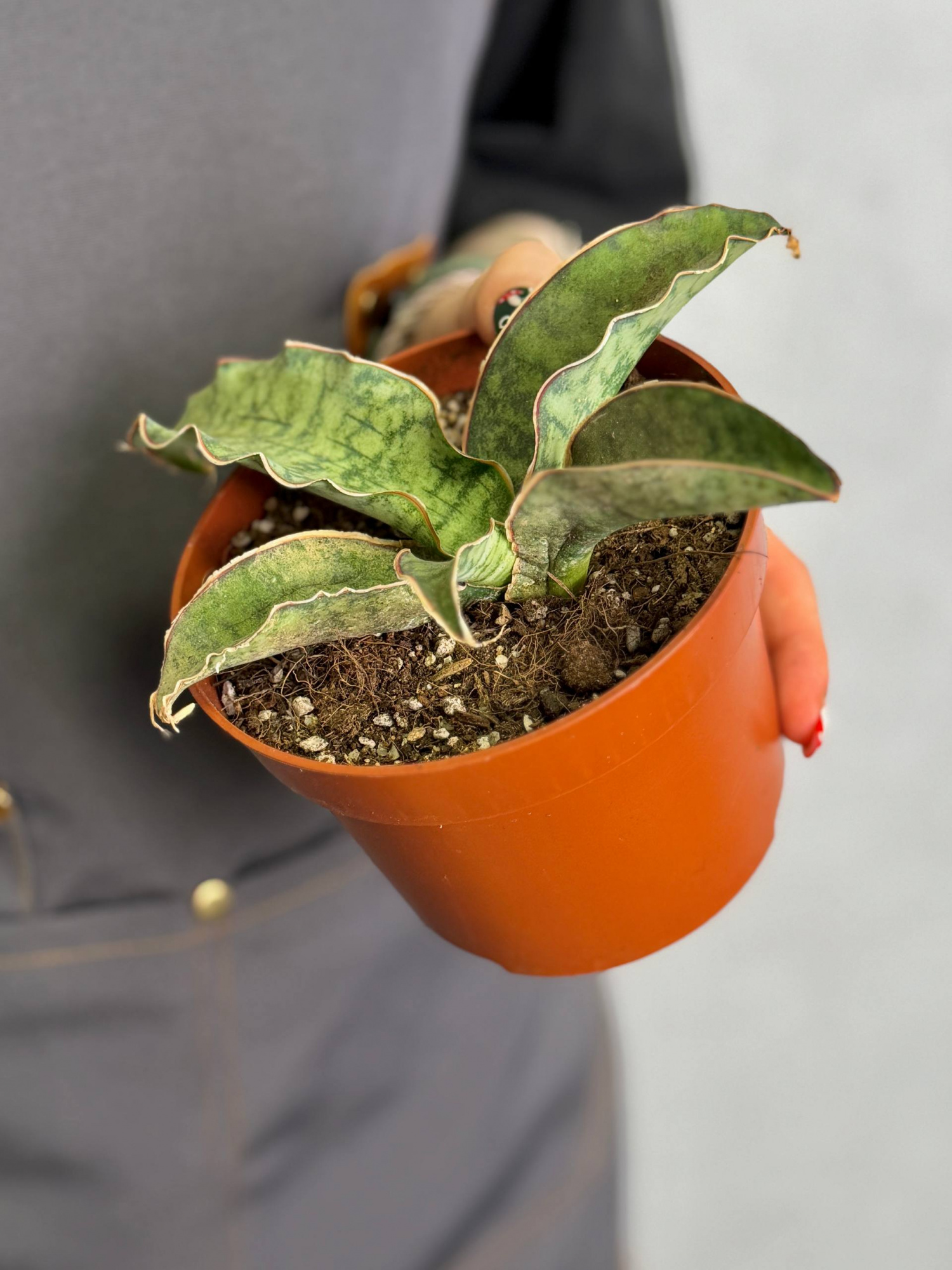 Сансевиерия Кирки Сильвер Блю (Sansevieria Kirkii Silver Blue) D12см