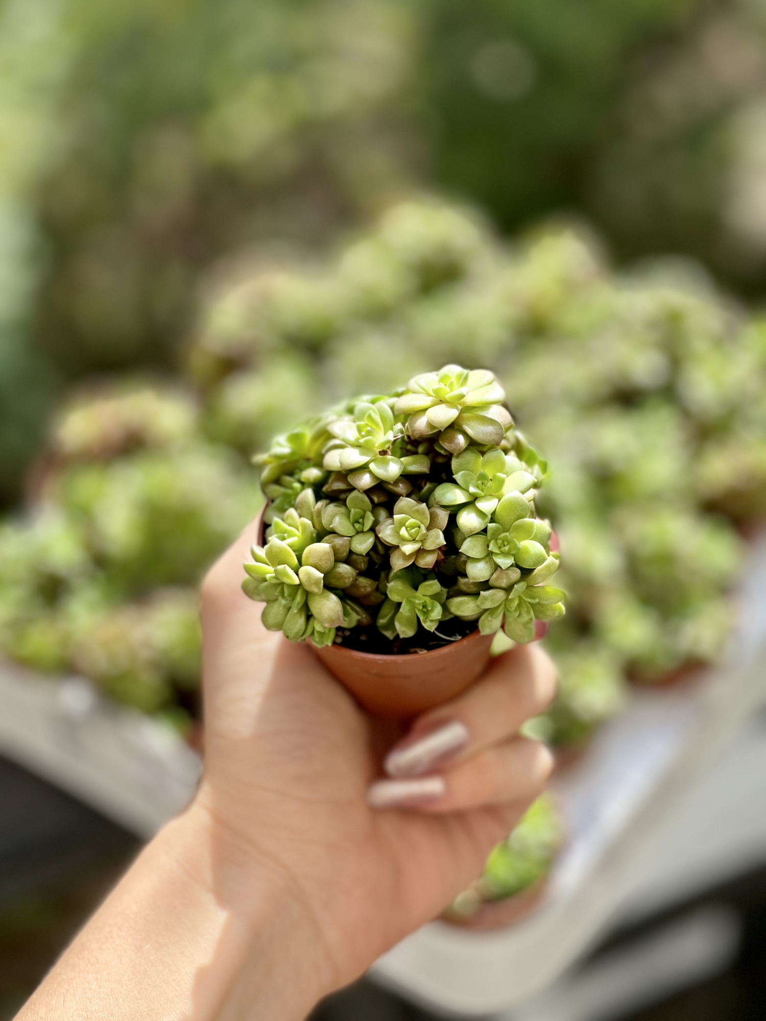Граптоседум Литтл Джимми (Graptosedum Little Gimmie) D5см