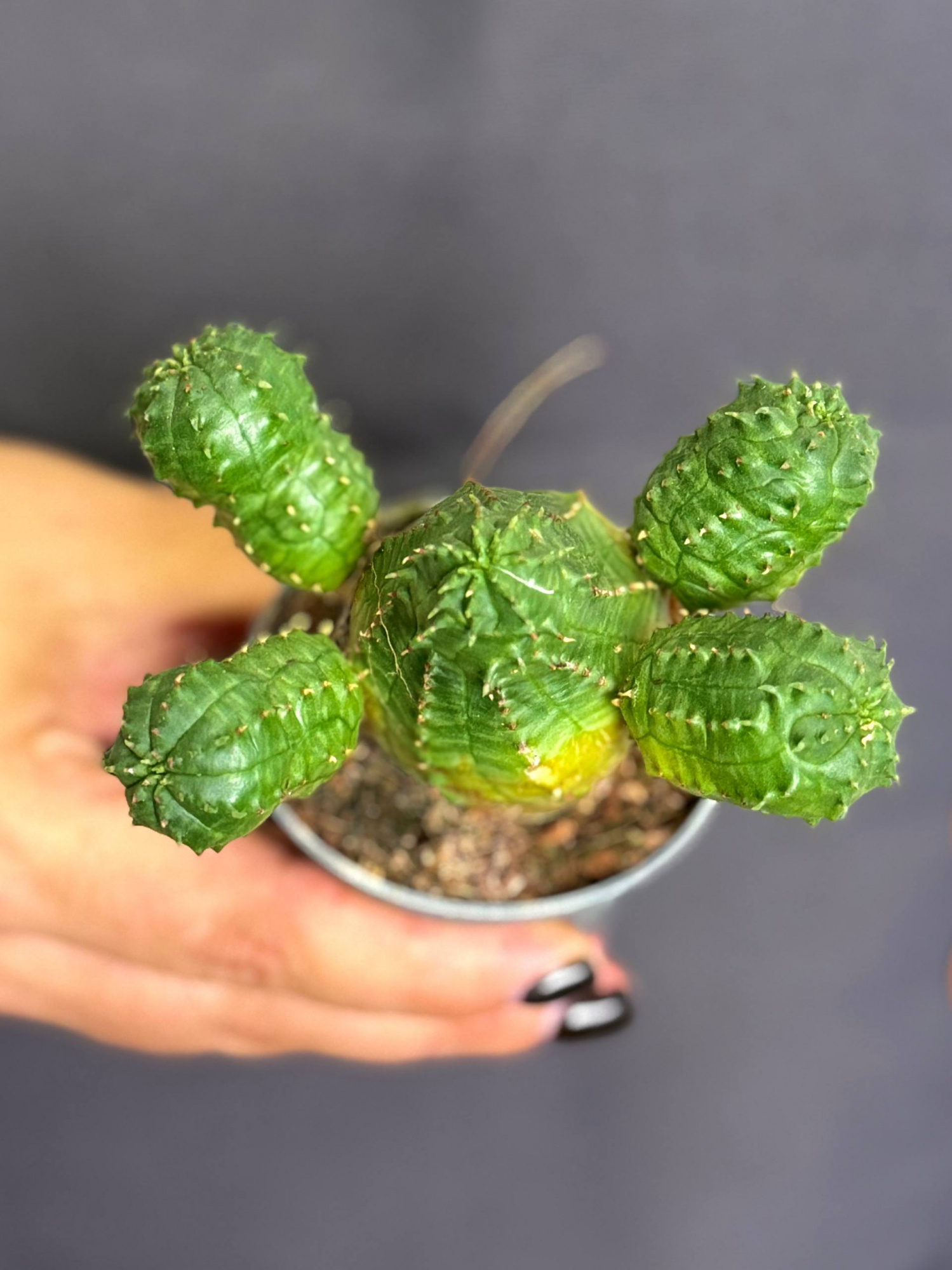 Эуфорбия Глобоза, или Молочай Шаровидный (Euphorbia Globosa) D6см