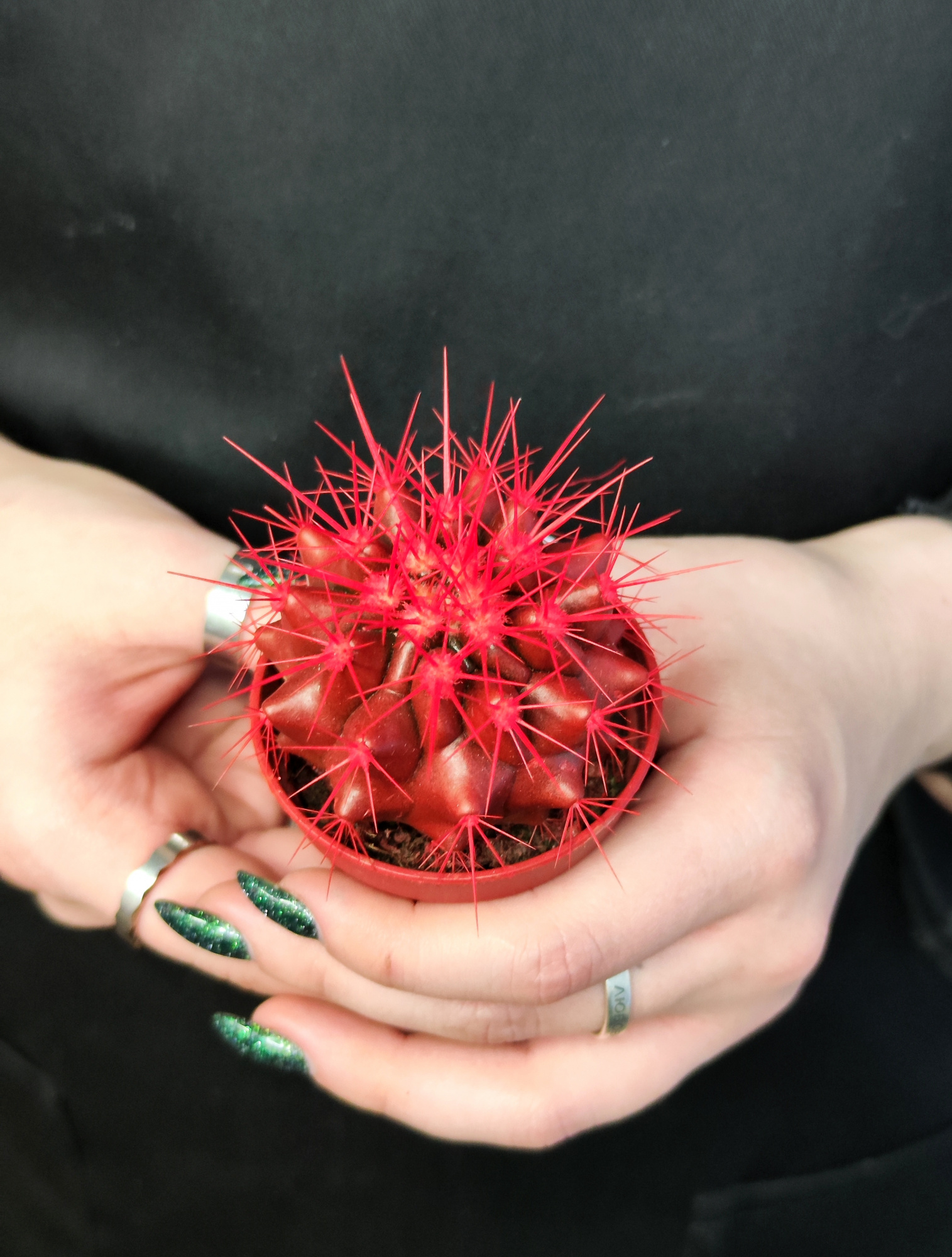 Кактус Цветной Красный (Echinocactus Rainbow Red) D5см