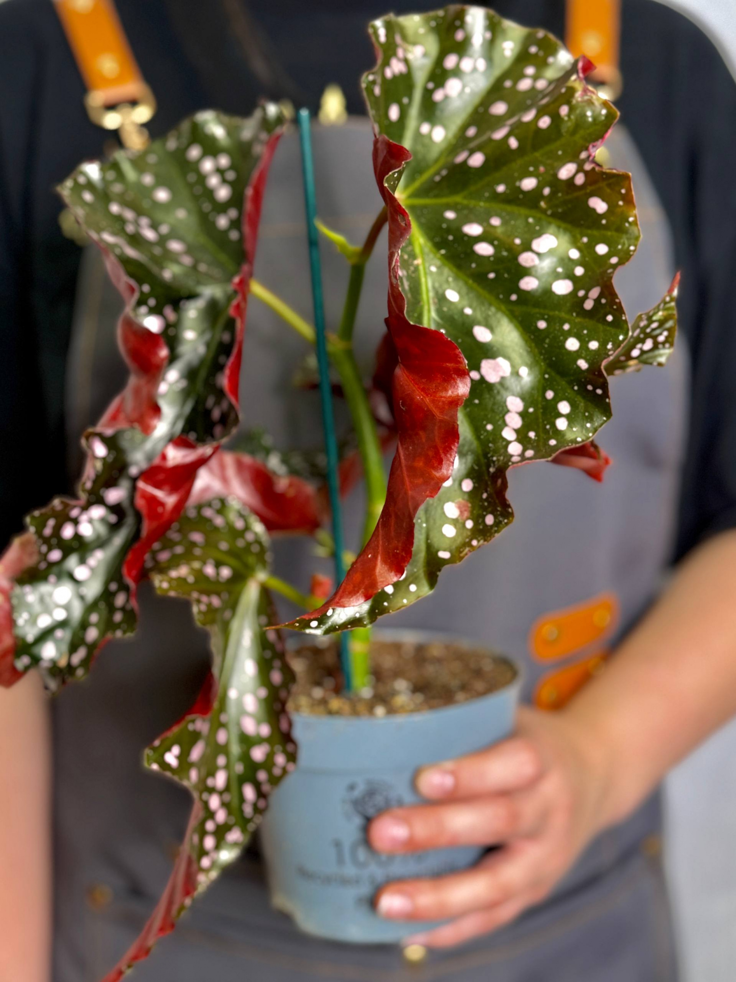 Бегония Краклин Рози (Begonia Cracklin Rosie) D12см