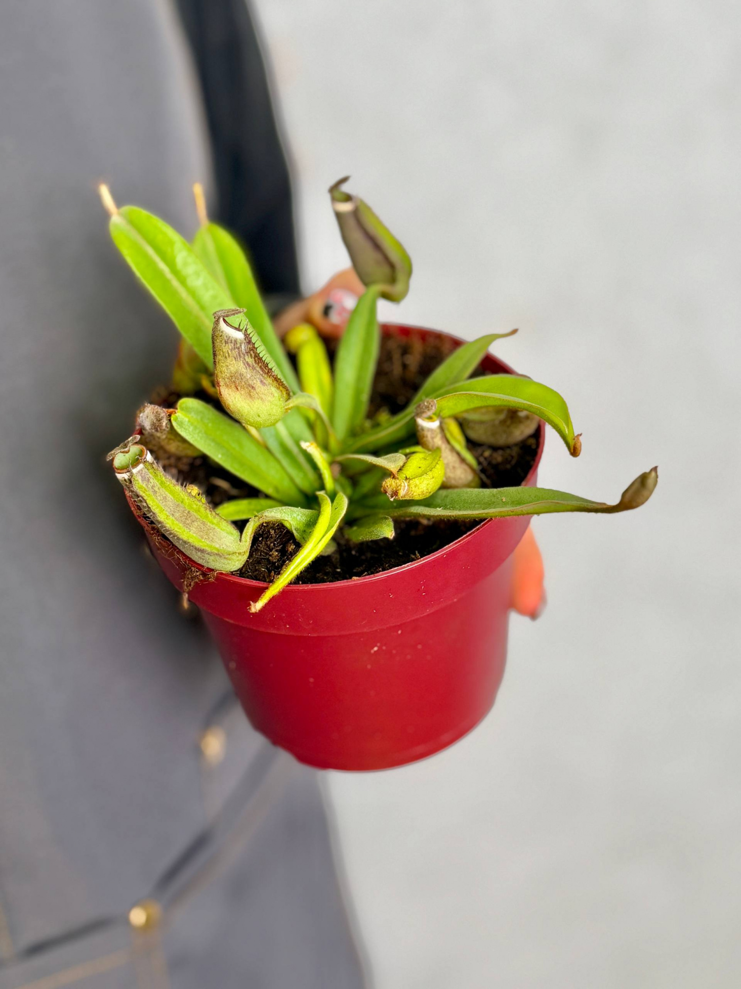 Непентес Альбомаргината (Nepenthes Albomarginata) D12см