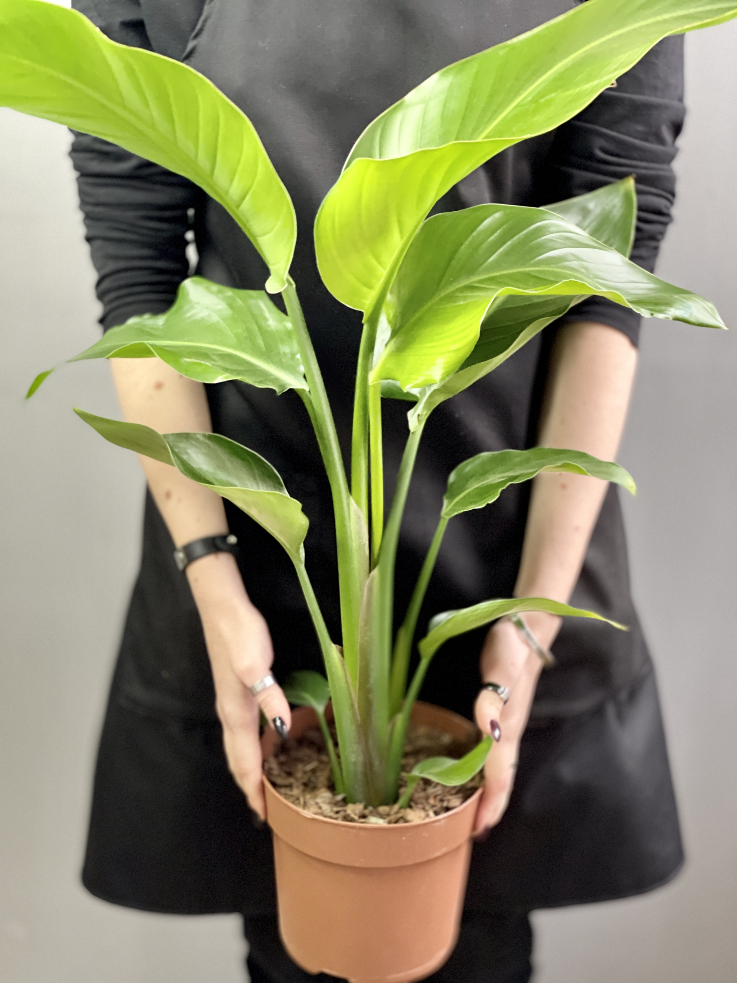 Стрелиция Николая (Strelitzia Nicolai) D17см