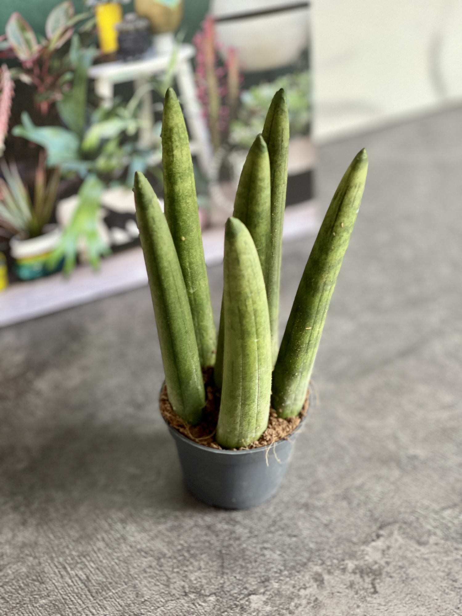 Сансевиерия Цилиндрика Стрейт (Sansevieria Cylindrica Straight) D6см