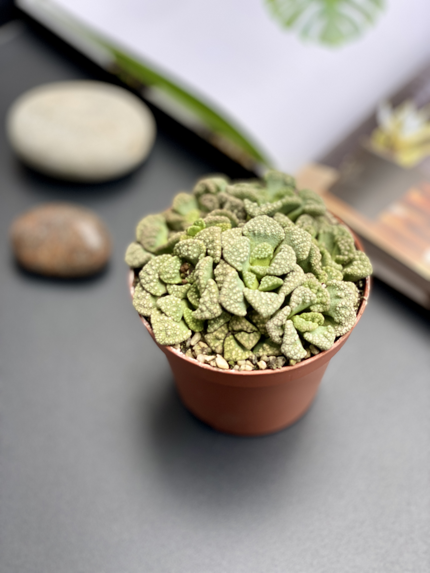 Титанопсис Калькарея (Titanopsis Calcarea) D8см