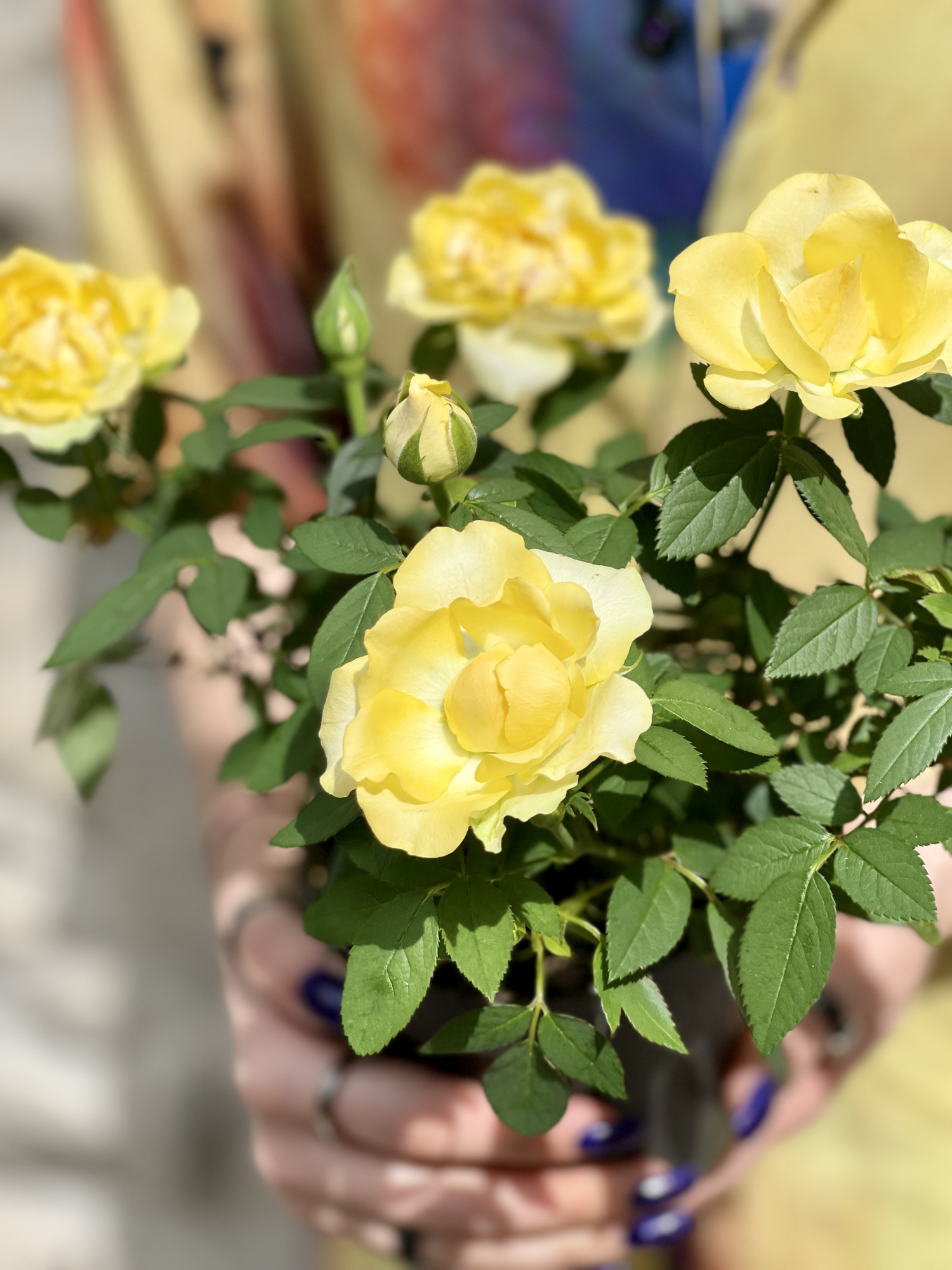 Роза желтая комнатная (Rose Yellow) D9см