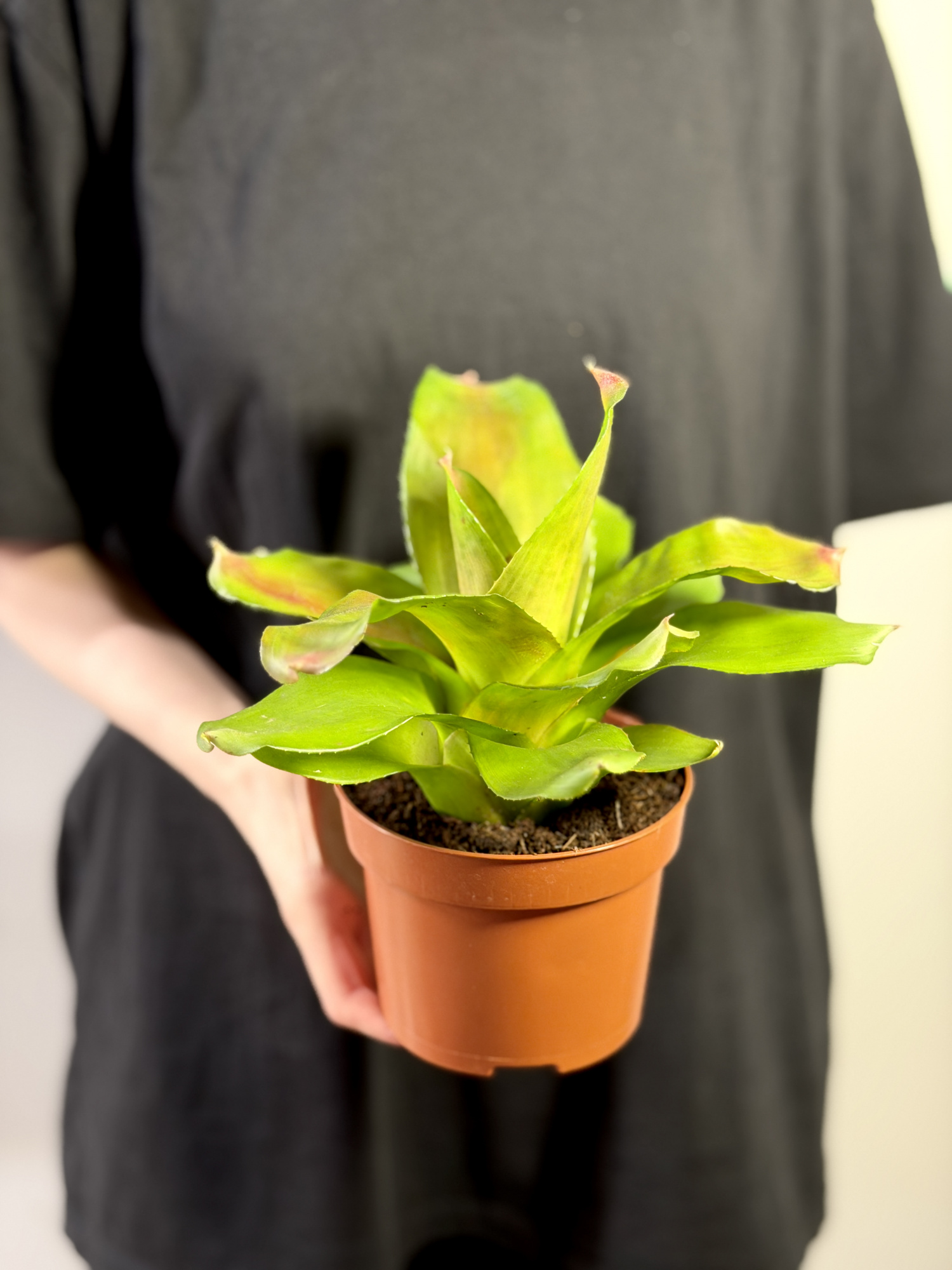 Неорегелия Розовая Скандор (Neoregelia Pink Scandor) D12см