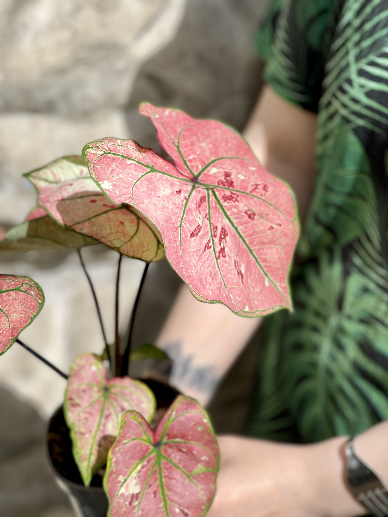 Каладиум Хейди (Caladium Heidi) D12см