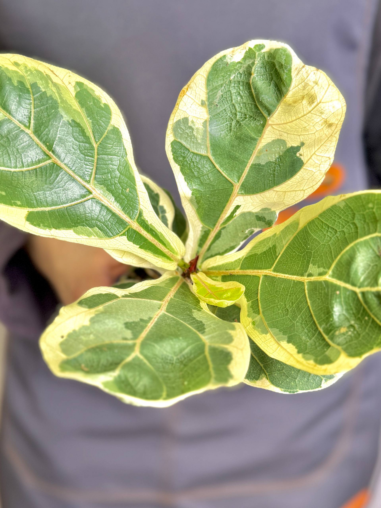 Фикус Лирата Вариегатная (Ficus Lyrata Variegata) D6см