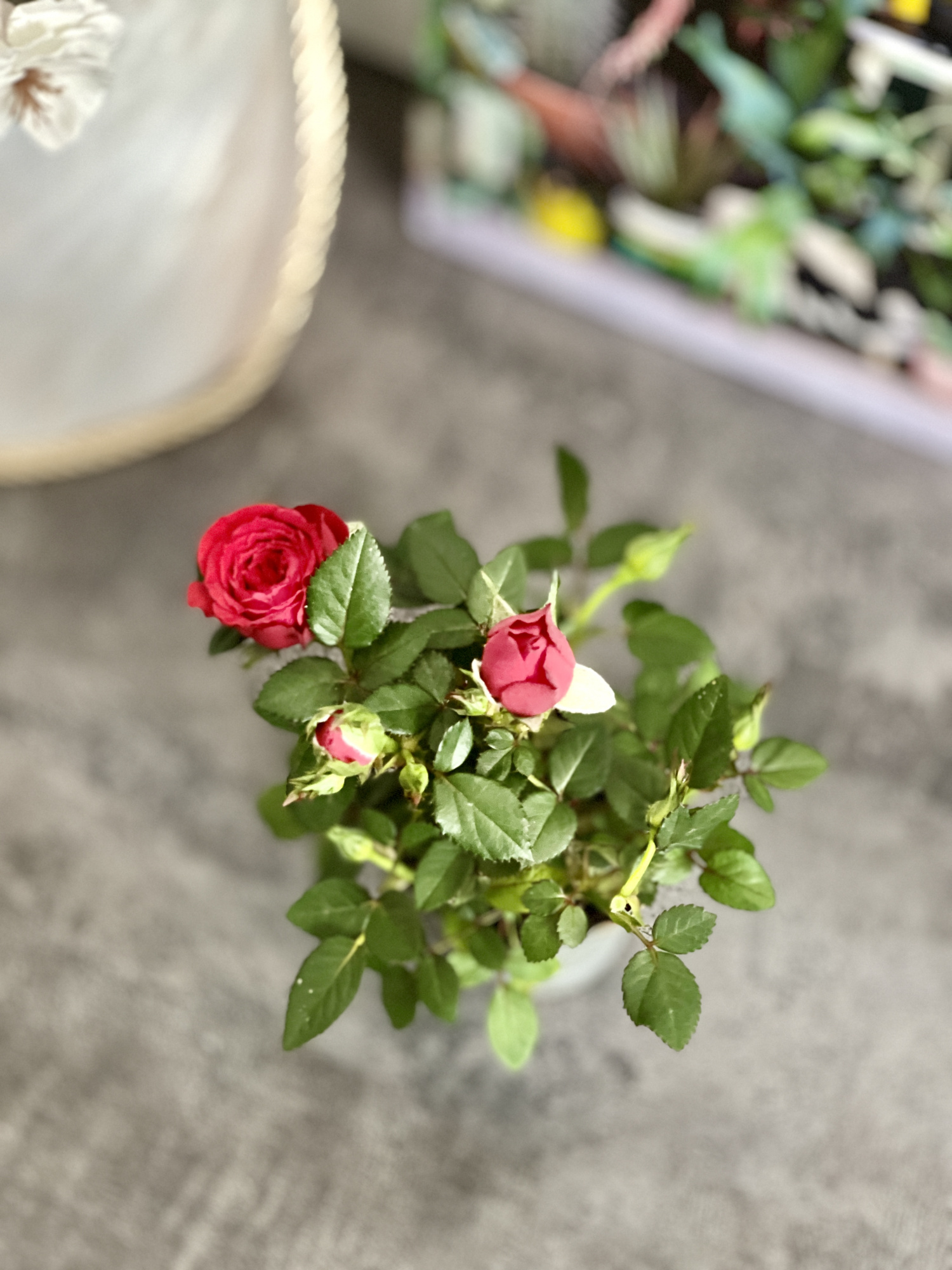 Роза Даника комнатная красная (Rosa Danica "Red") D6см