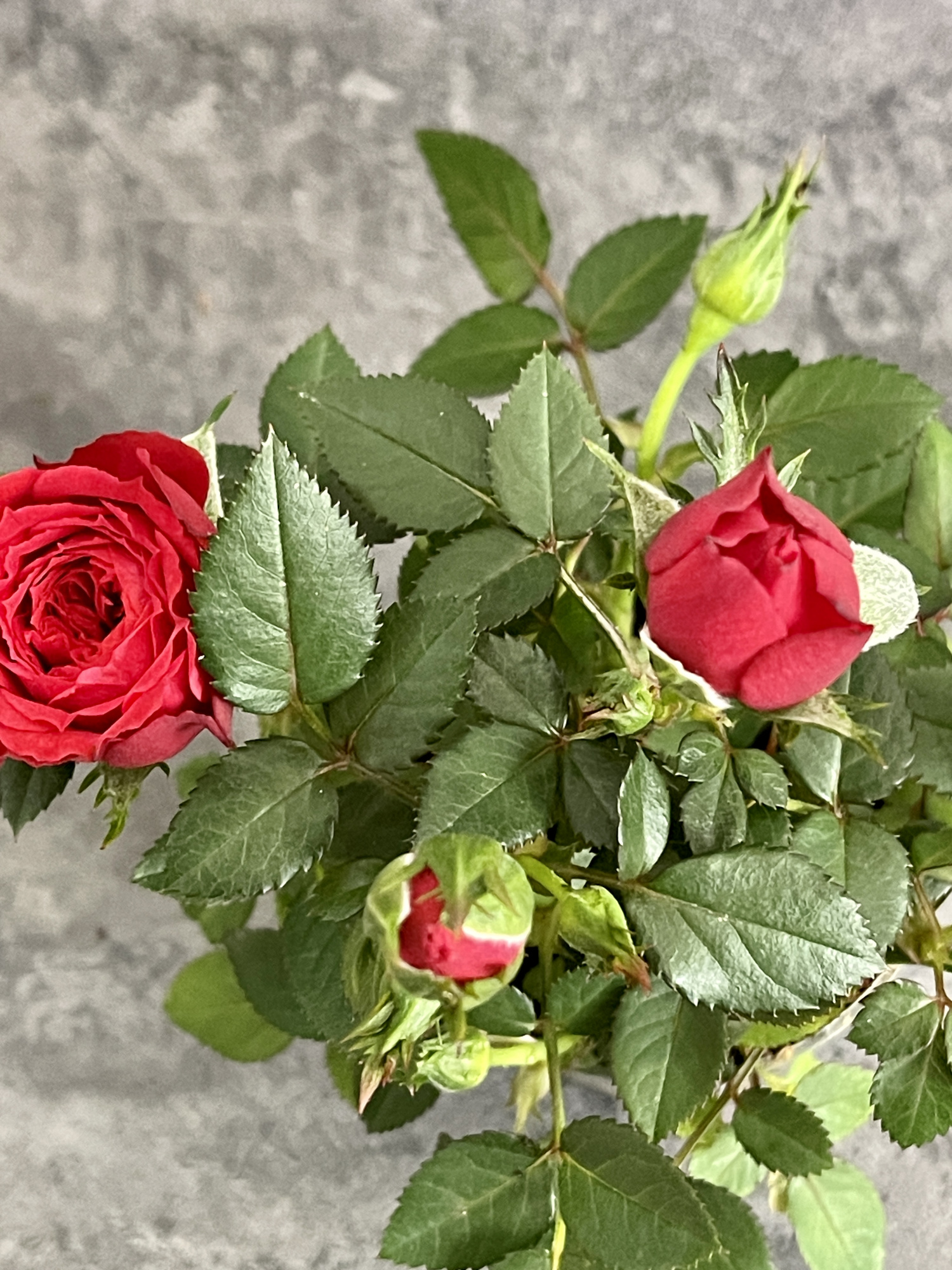 Роза Даника комнатная красная (Rosa Danica "Red") D6см