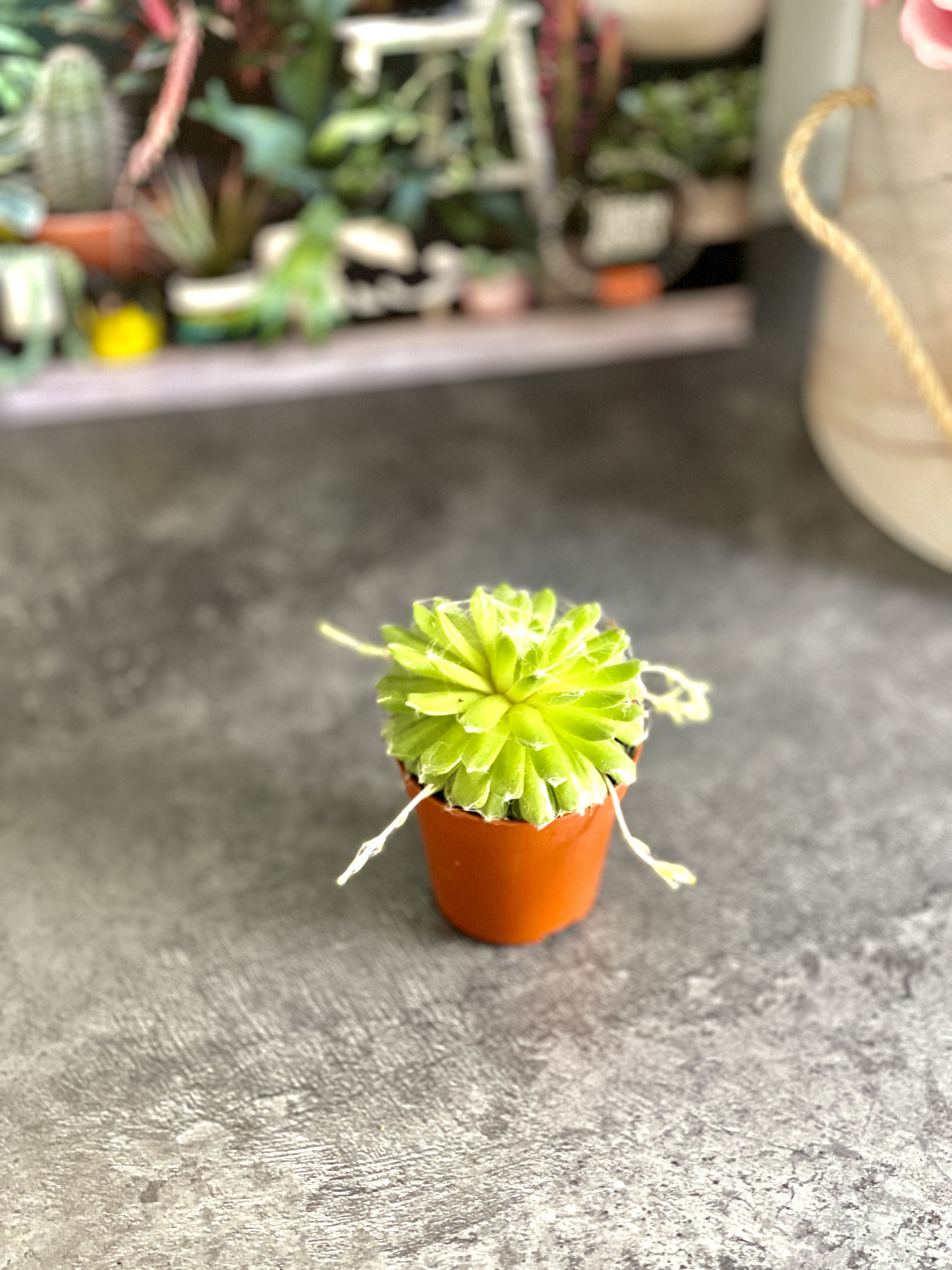 Семпервивум Грин, или Молодило Зеленое (Sempervivum Green) D5см
