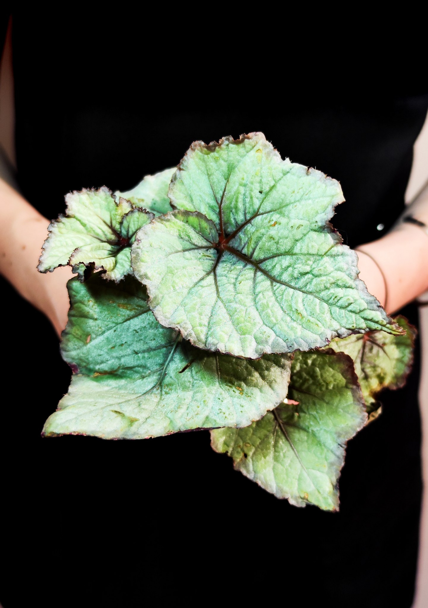 Бегония Рекс Спирит (Begonia Rex Spirit) D6см