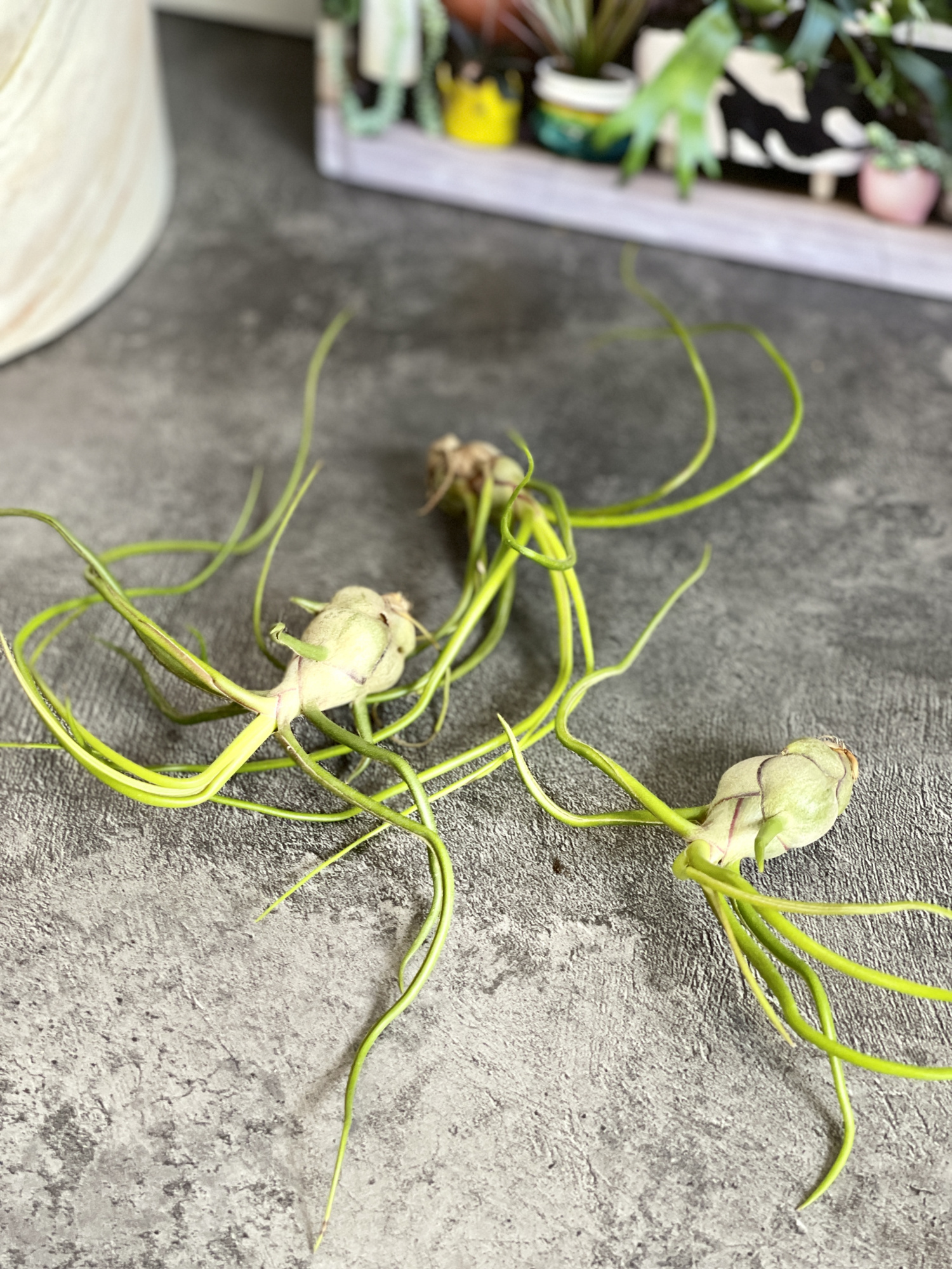Тилландсия Бульбовидная (Tillandsia Bulbosa)