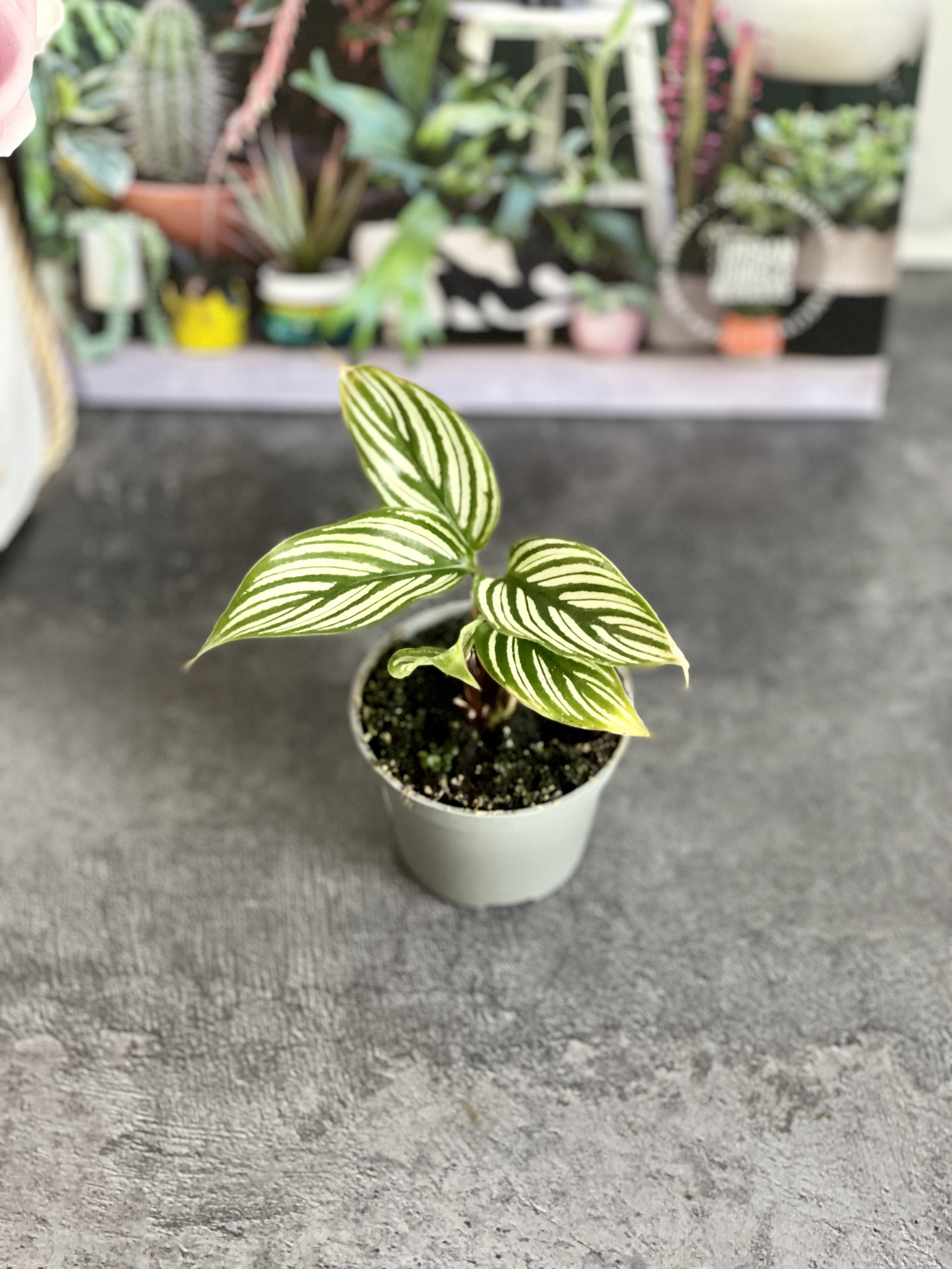 Калатея Витатта (Calathea Species Vittata) D6см