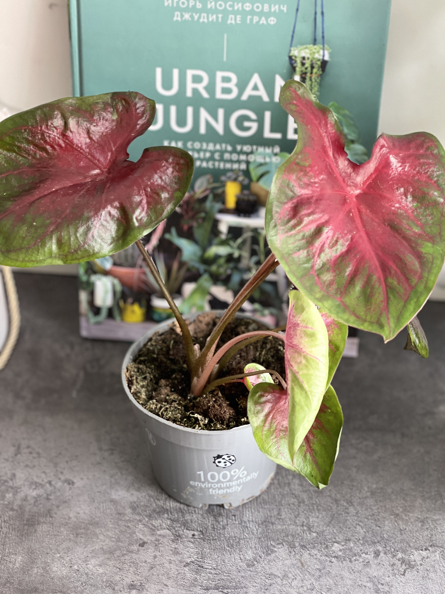 Каладиум Роял Флеш (Caladium Royal Flush) D12см