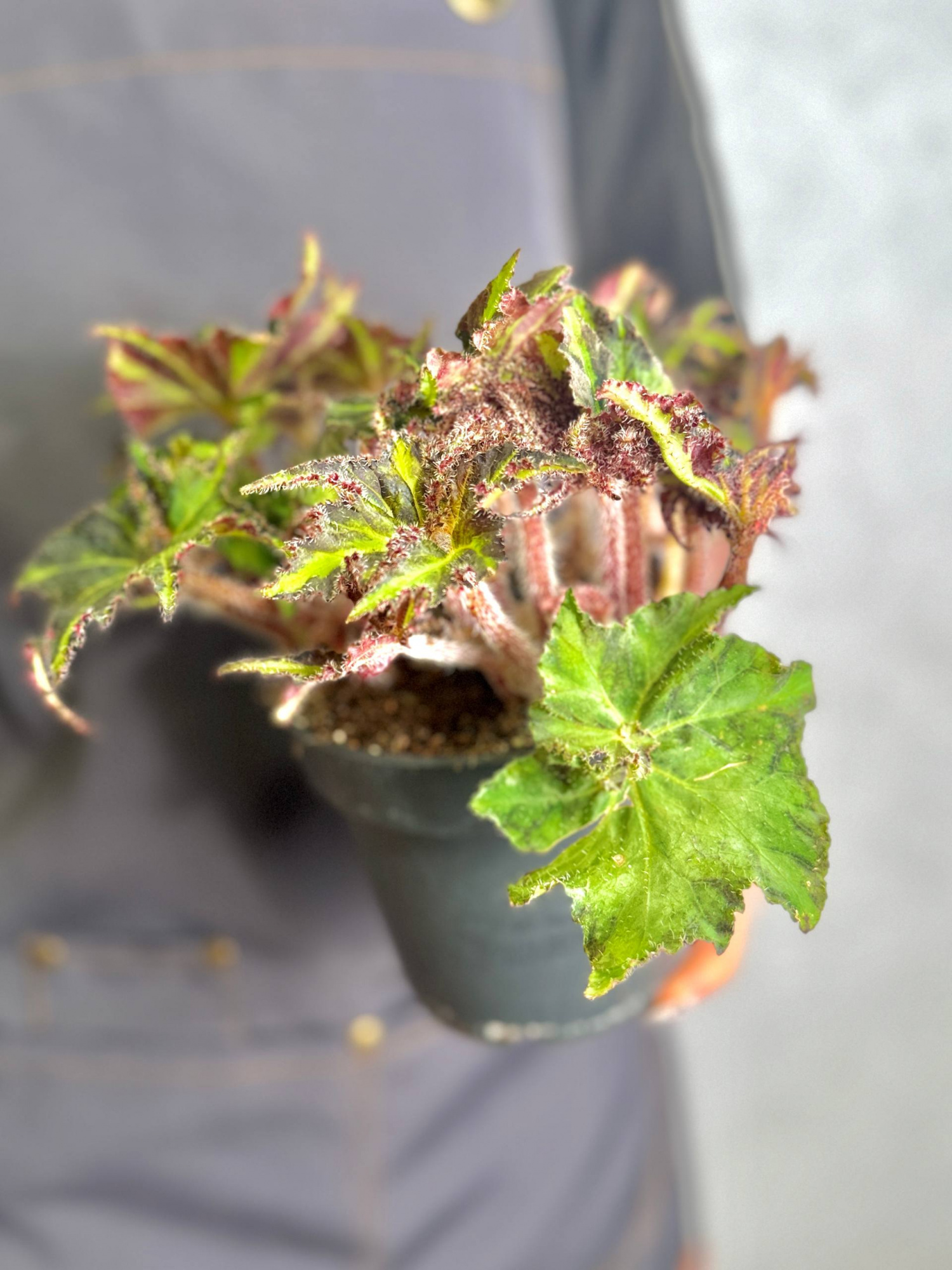 Бегония Борщевиколистная Нигриканс (Begonia Heracleifolia var. Nigricans) D12см