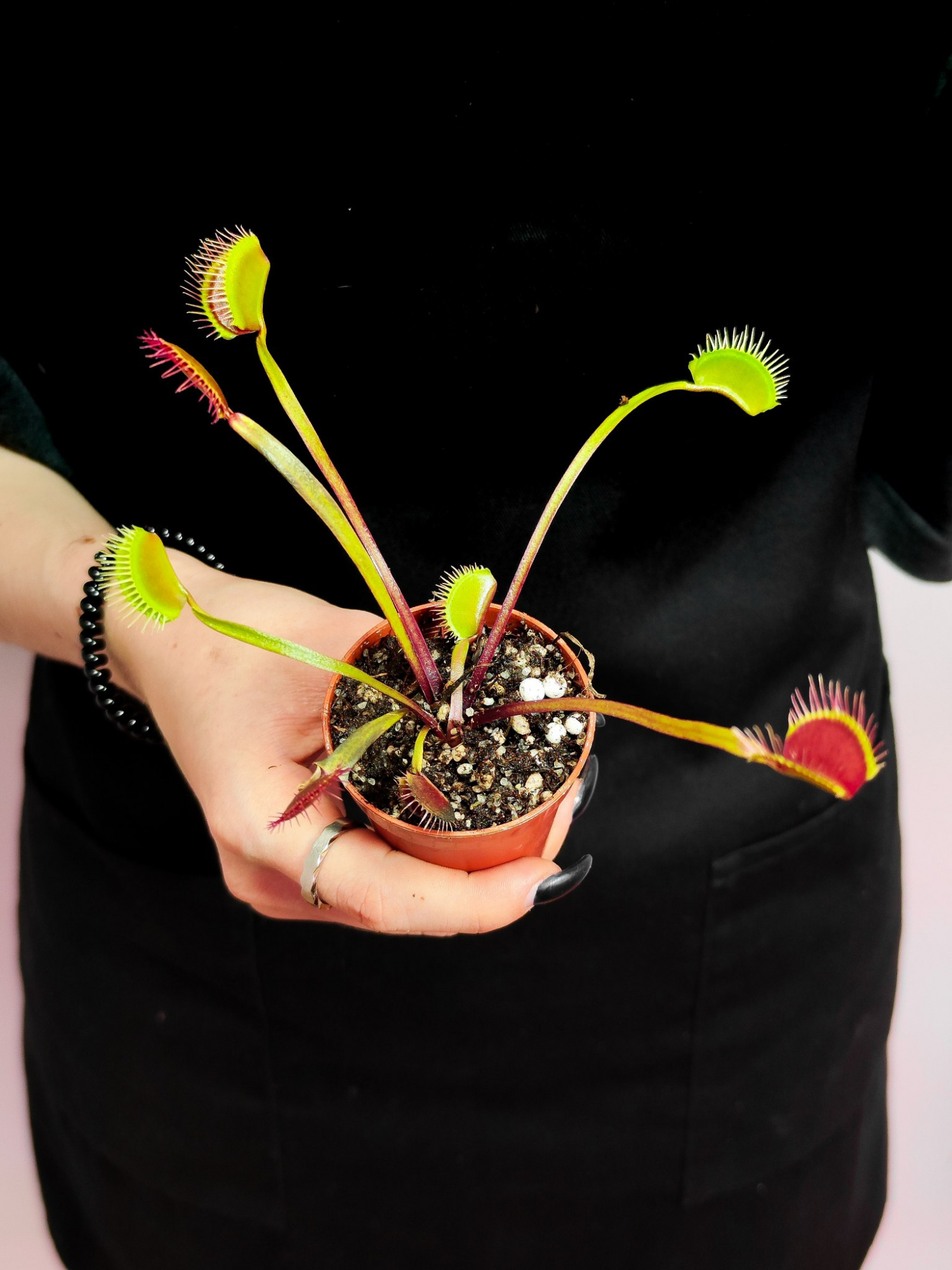 Венерина Мухоловка Гигантская (Dionaea Muscipula Gigantea) D5см