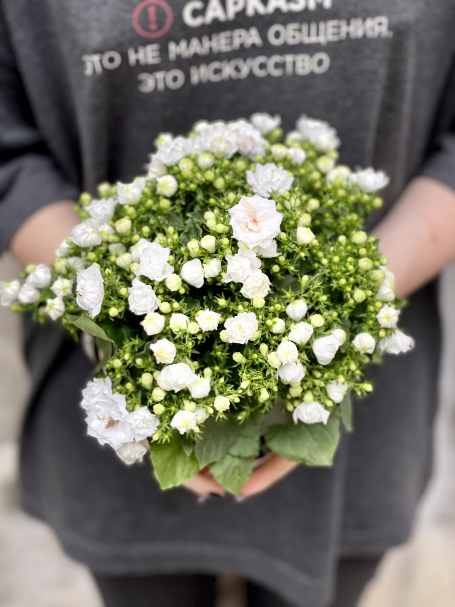 Кампанула Лайк Ми Вайт (Campanula Like Mee White) D10см