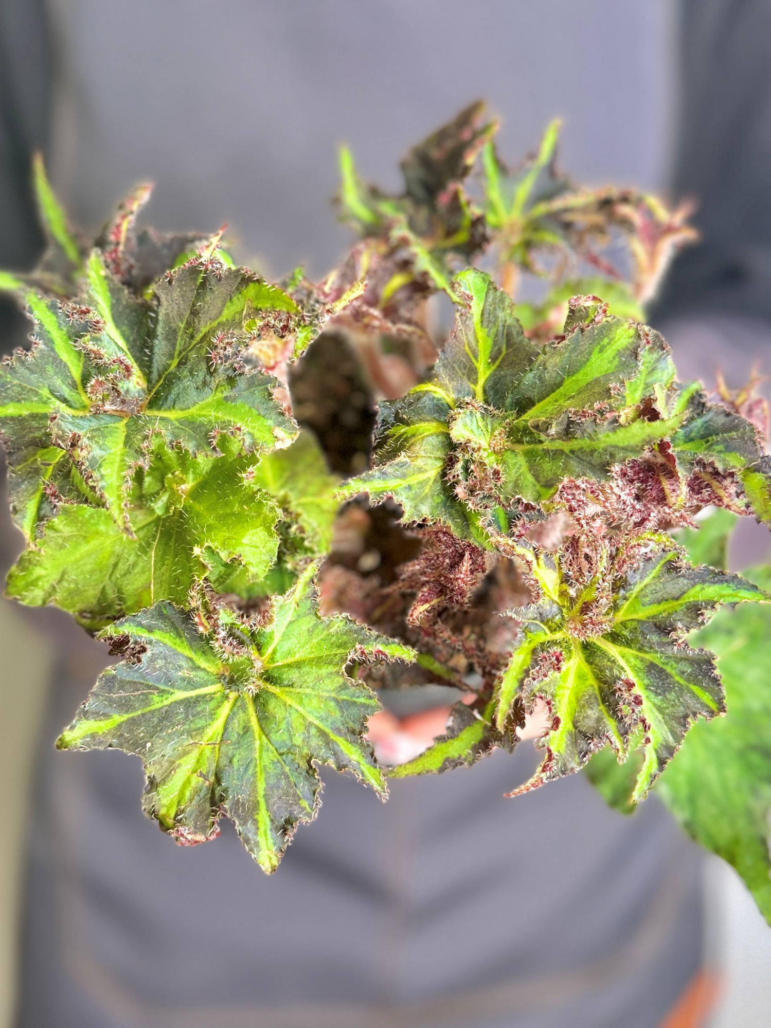 Бегония Борщевиколистная Нигриканс (Begonia Heracleifolia var. Nigricans) D12см