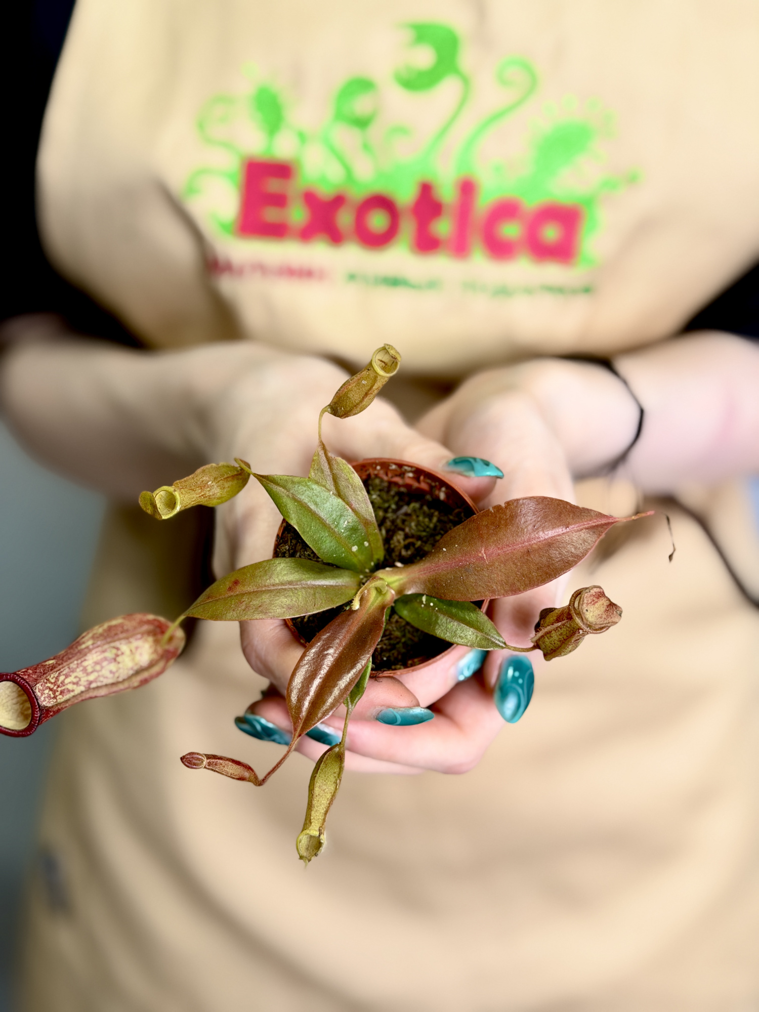 Непентес Гая Мини (Nepenthes Gaya Mini) D5см