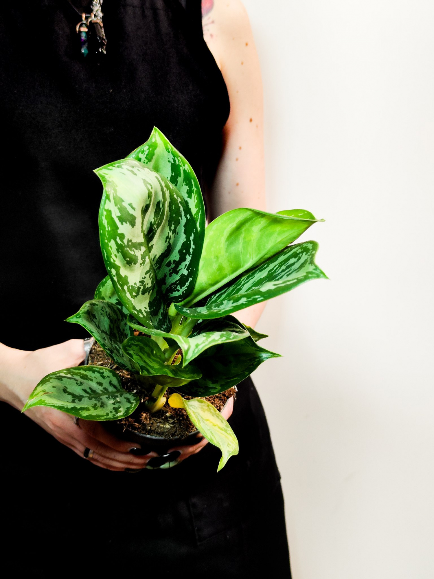Аглаонема Джангл Сильвер (Aglaonema Jungle Silver) D12см