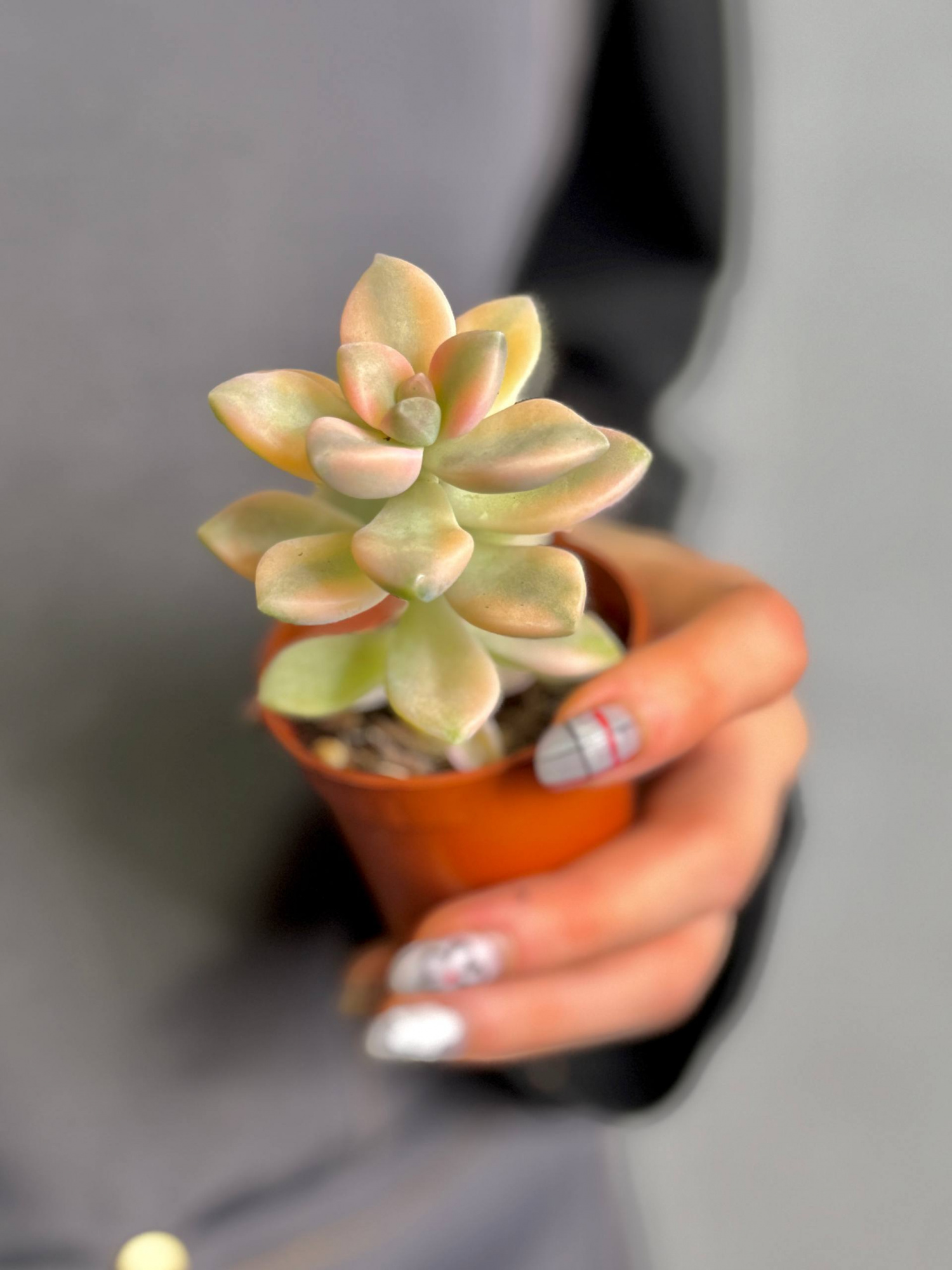 Граптоверия Титубанс Вариегата (Graptoveria Titubans Variegata) D5см