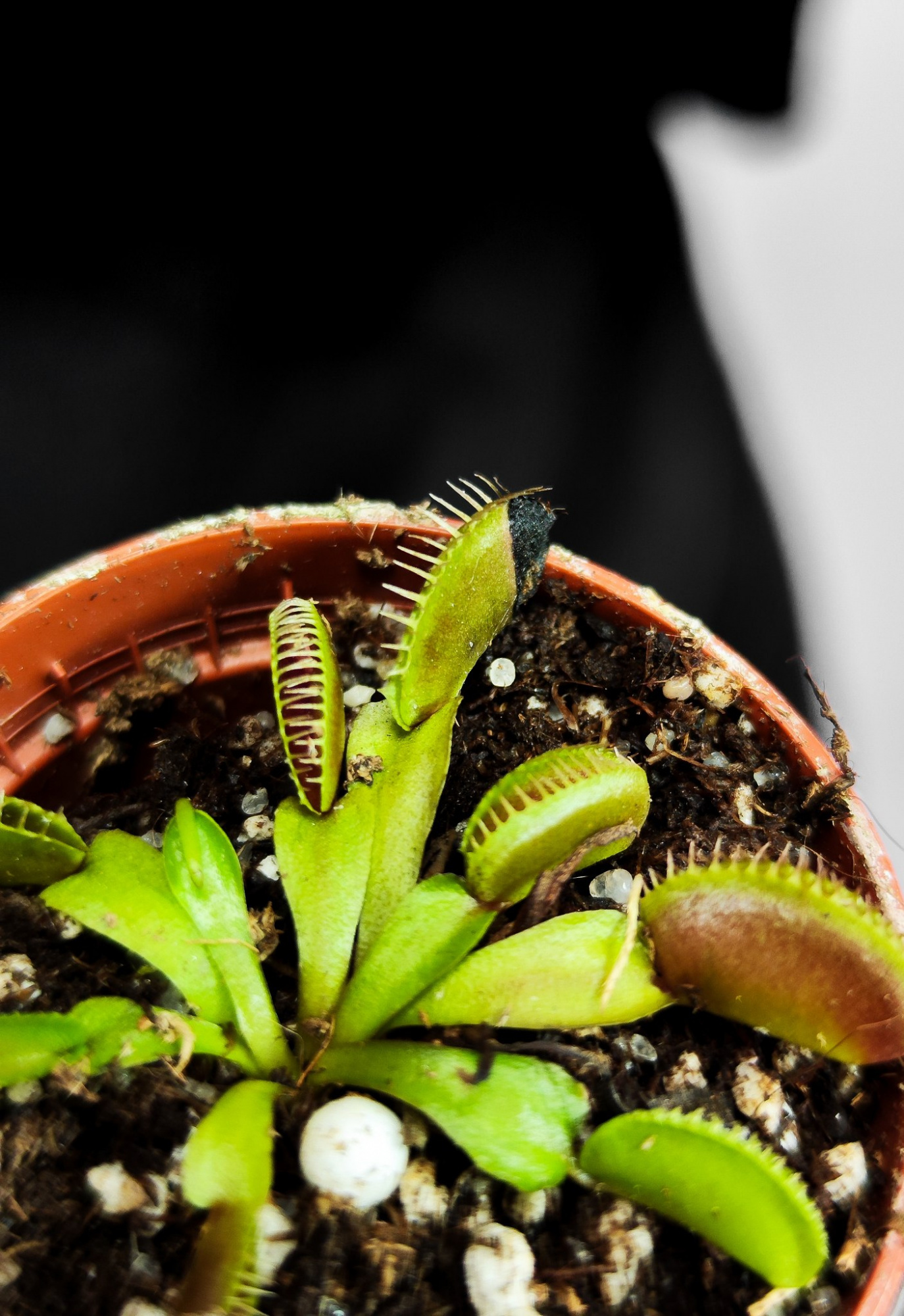 Венерина Мухоловка "Чужой" (Dionaea Muscipula Alien) D5см
