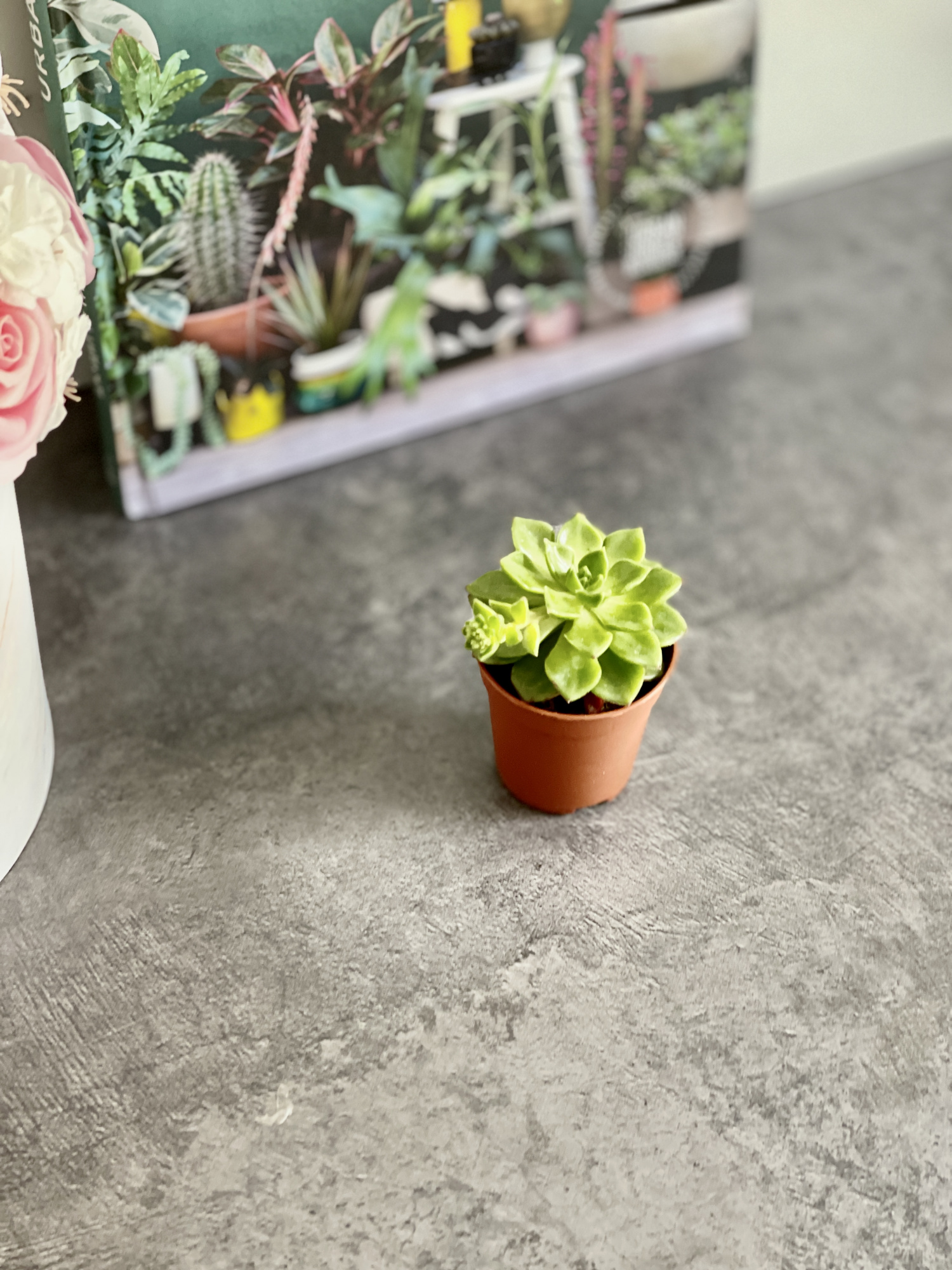 Эхеверия Аффинис Грин (Echeveria Affinis Green) D5см
